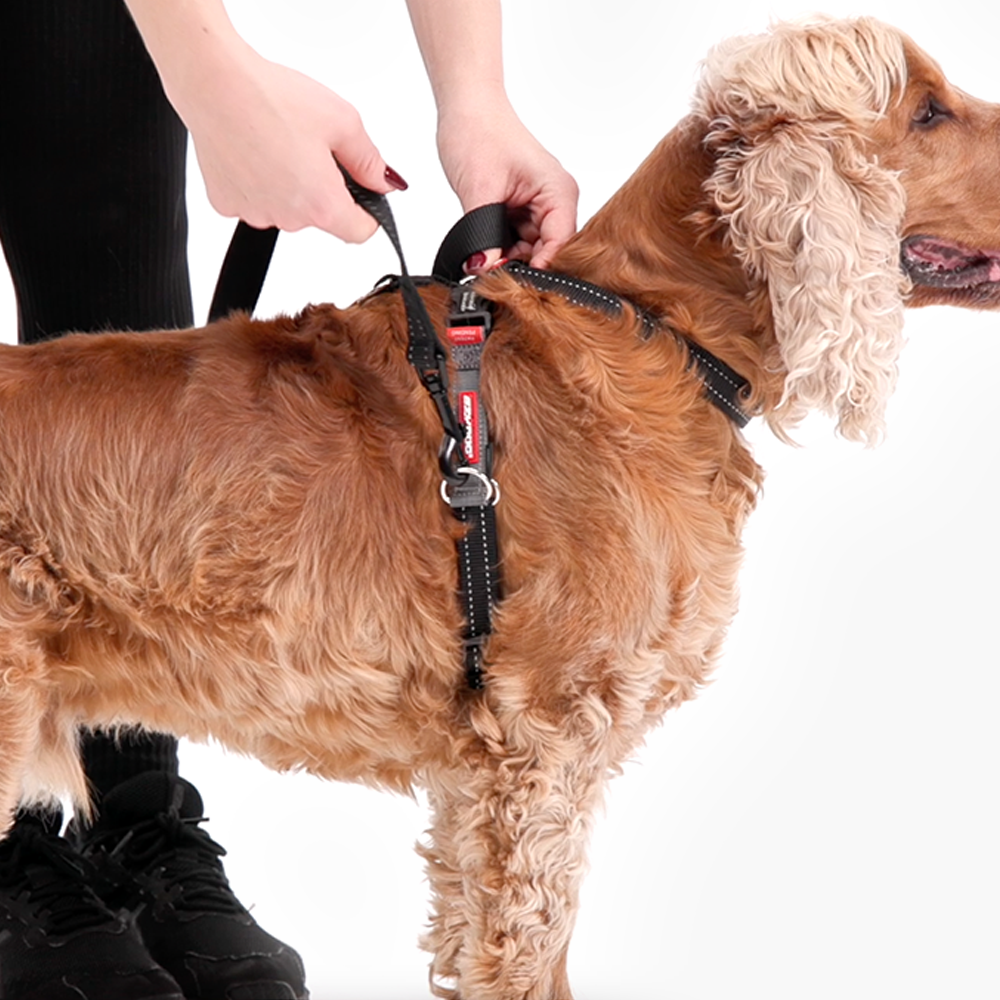Person fitting a black and red dog harness on a brown, long-haired dog with curly ears, standing calmly against a white background.