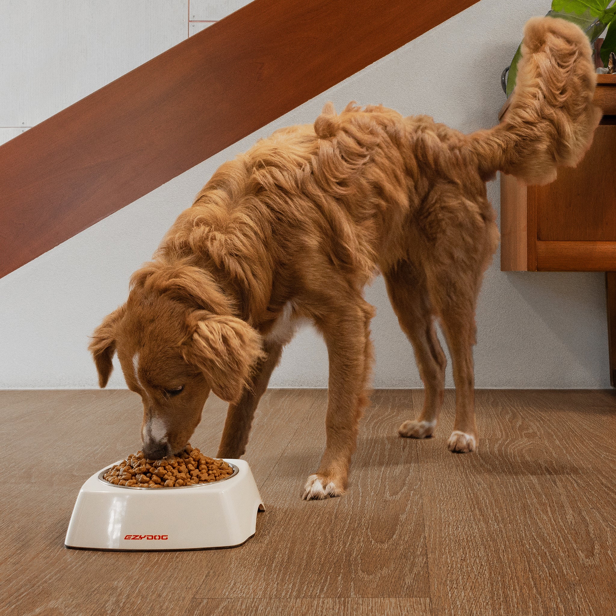 Dog eating from EzyDog Uno Dog Bowl