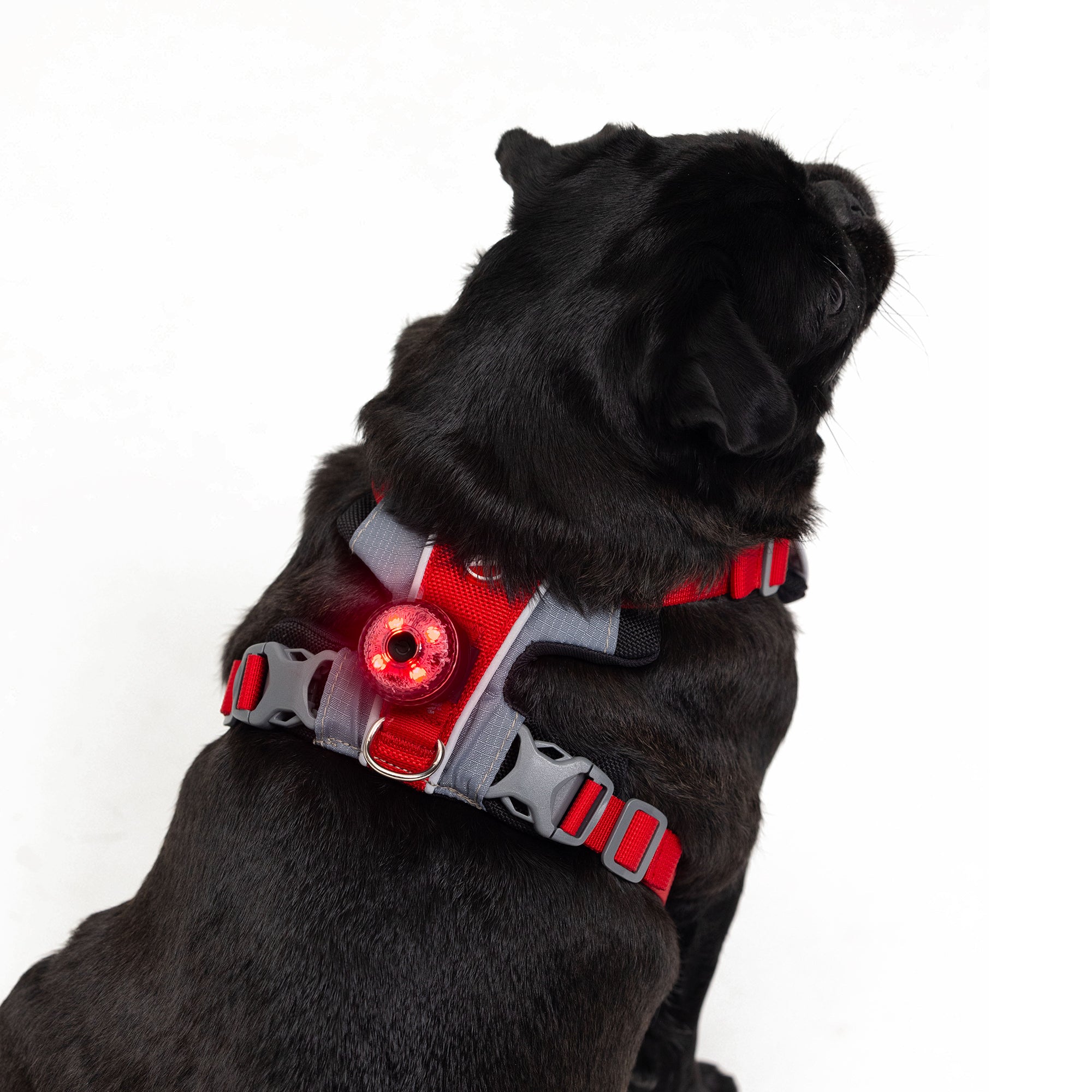 Black dog wearing EzyDog GO2 LED Light clipped to harness – red light for night safety and visibility