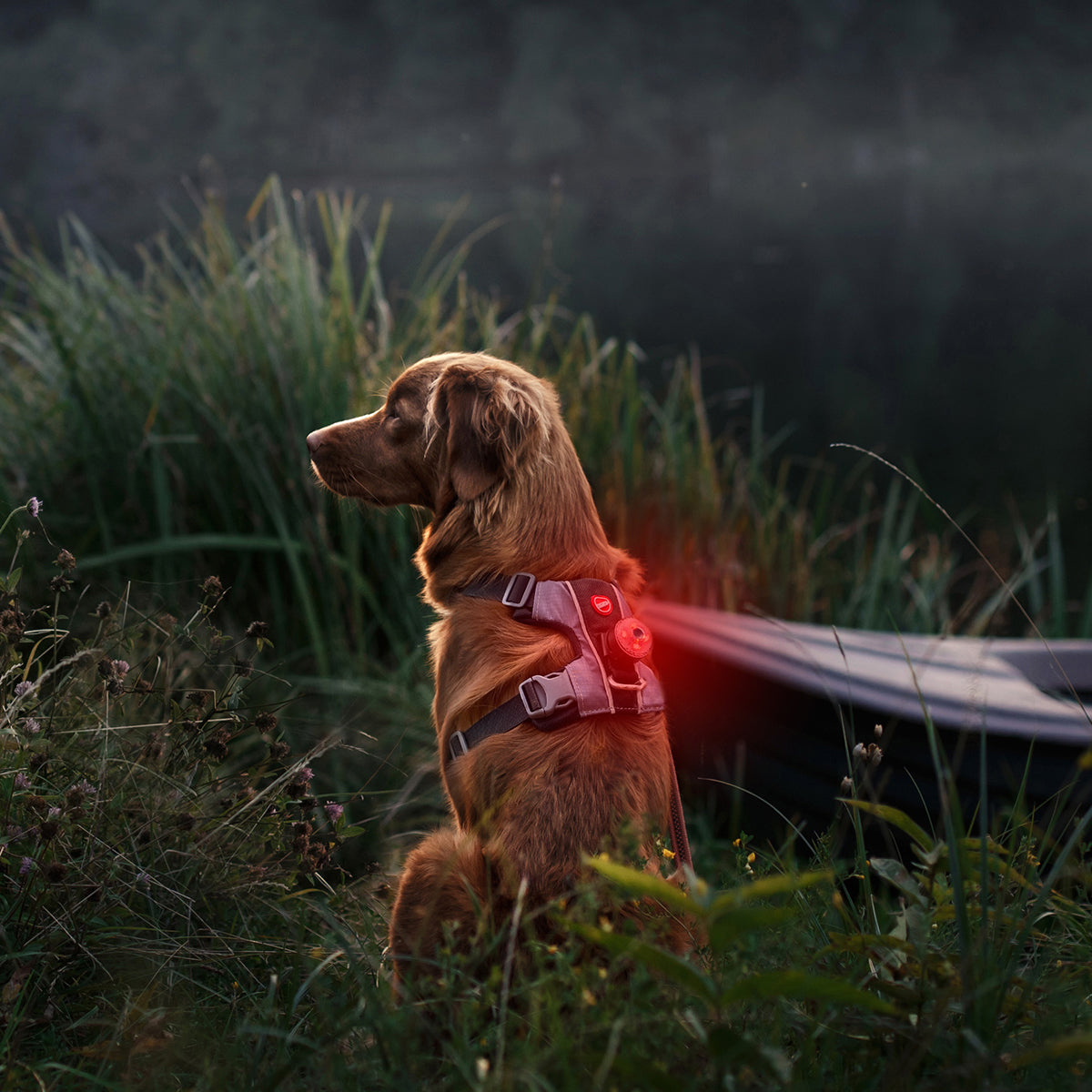 Golden dog wearing red EzyDog GO2 LED Light on harness at dusk – outdoor safety for low-light environments