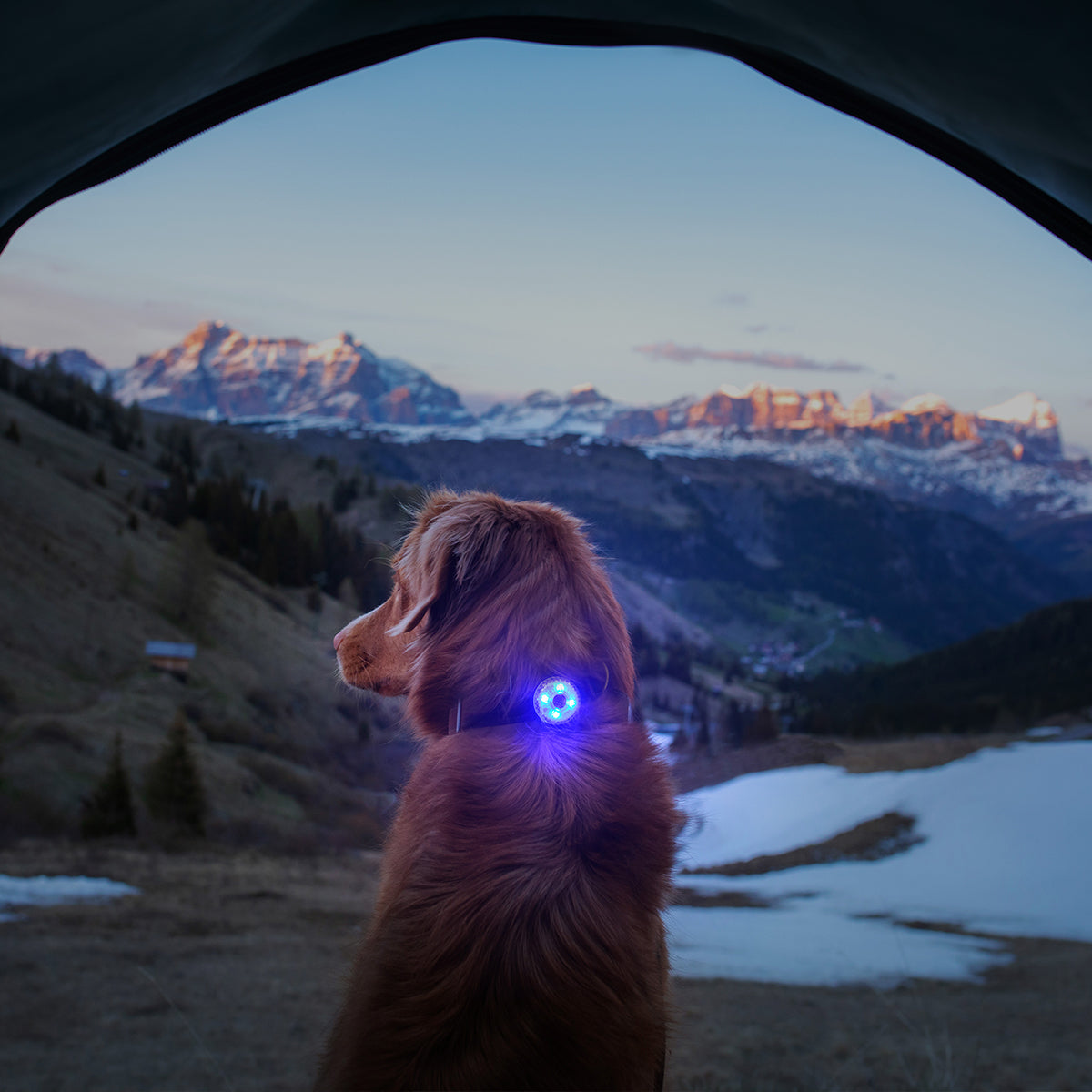 Dog wearing EzyDog GO2 LED Collar Light glowing blue at dusk during a mountain hike – visibility for outdoor adventures
