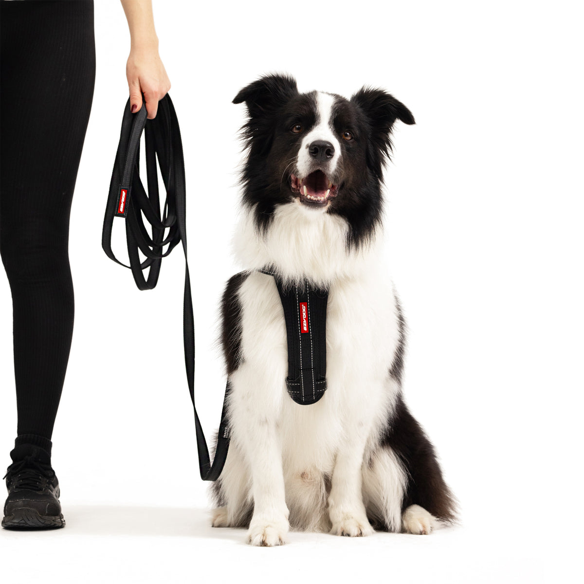 Track n Train 5m Long Dog Lead
