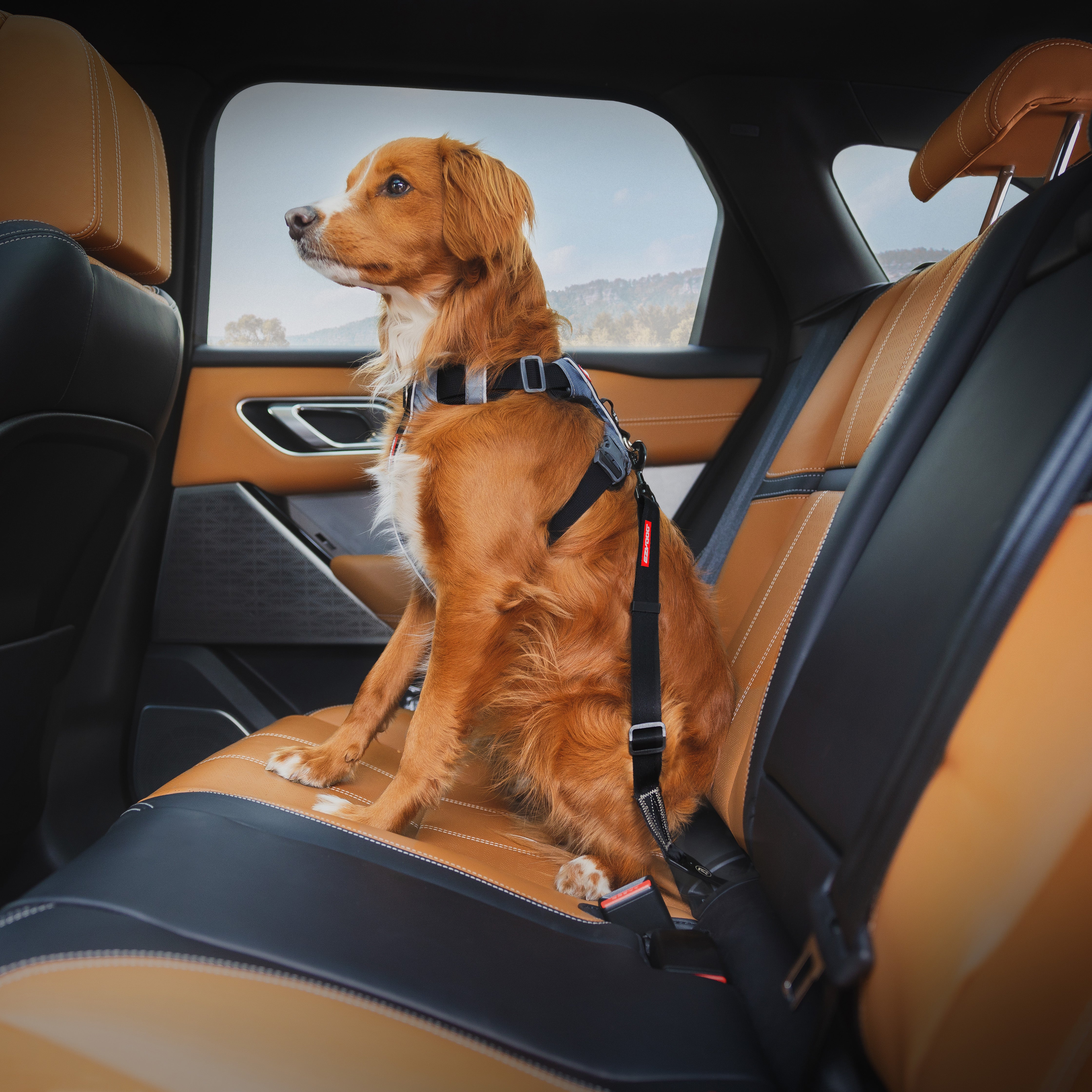 Click Dog Seat Belt - ISOFIX