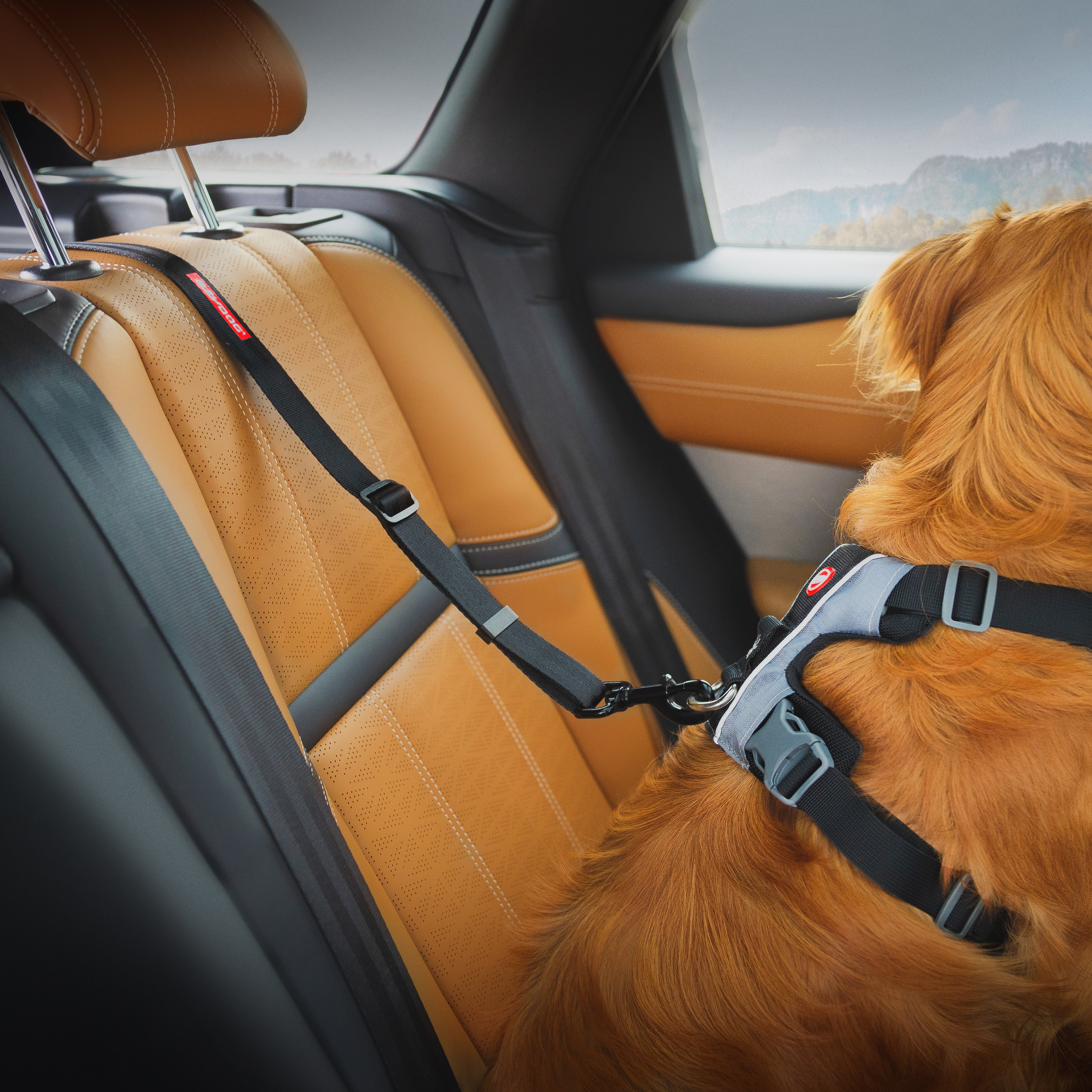 Click Dog Seat Belt - ISOFIX