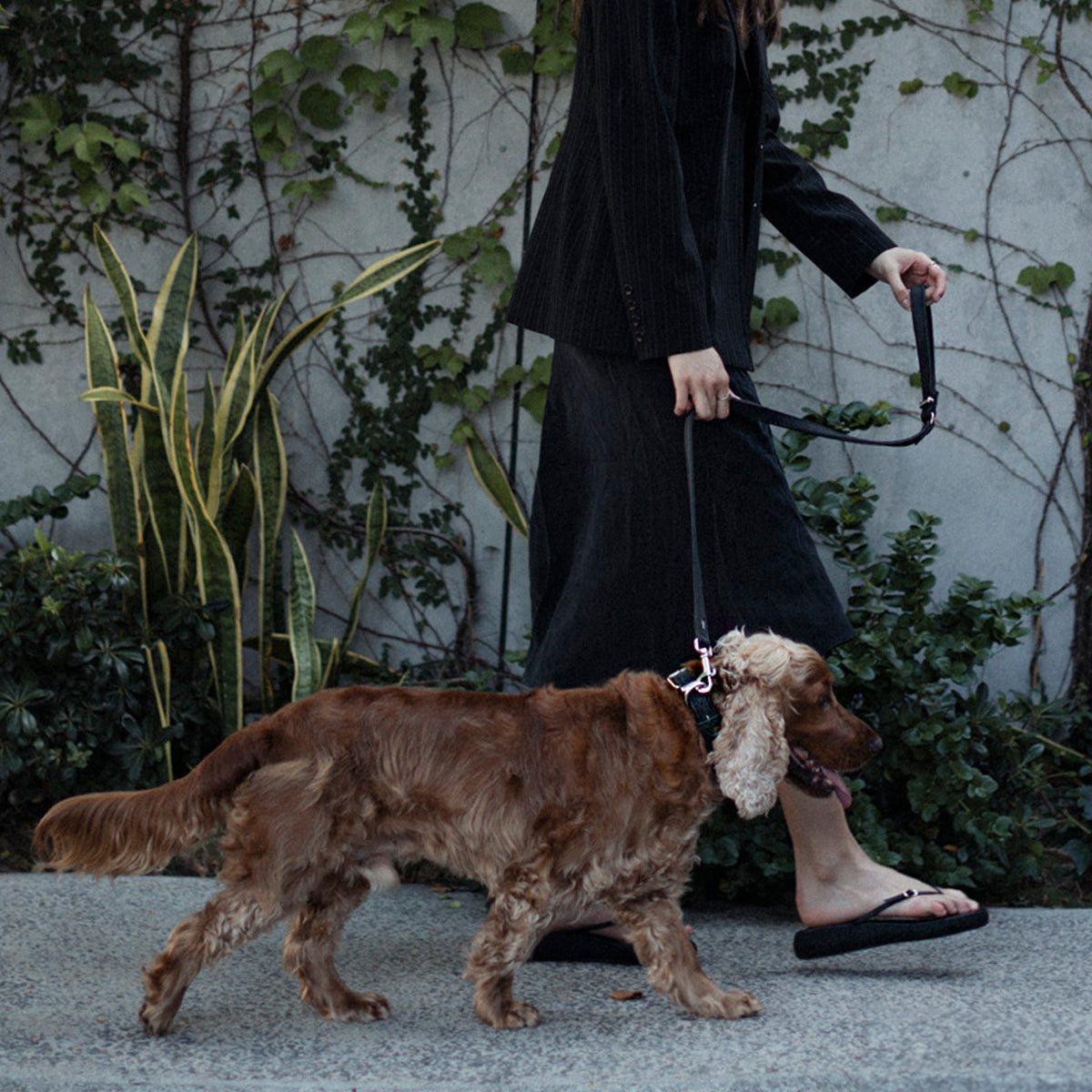 woman waking dog using Oxford Leather - Classic Leash