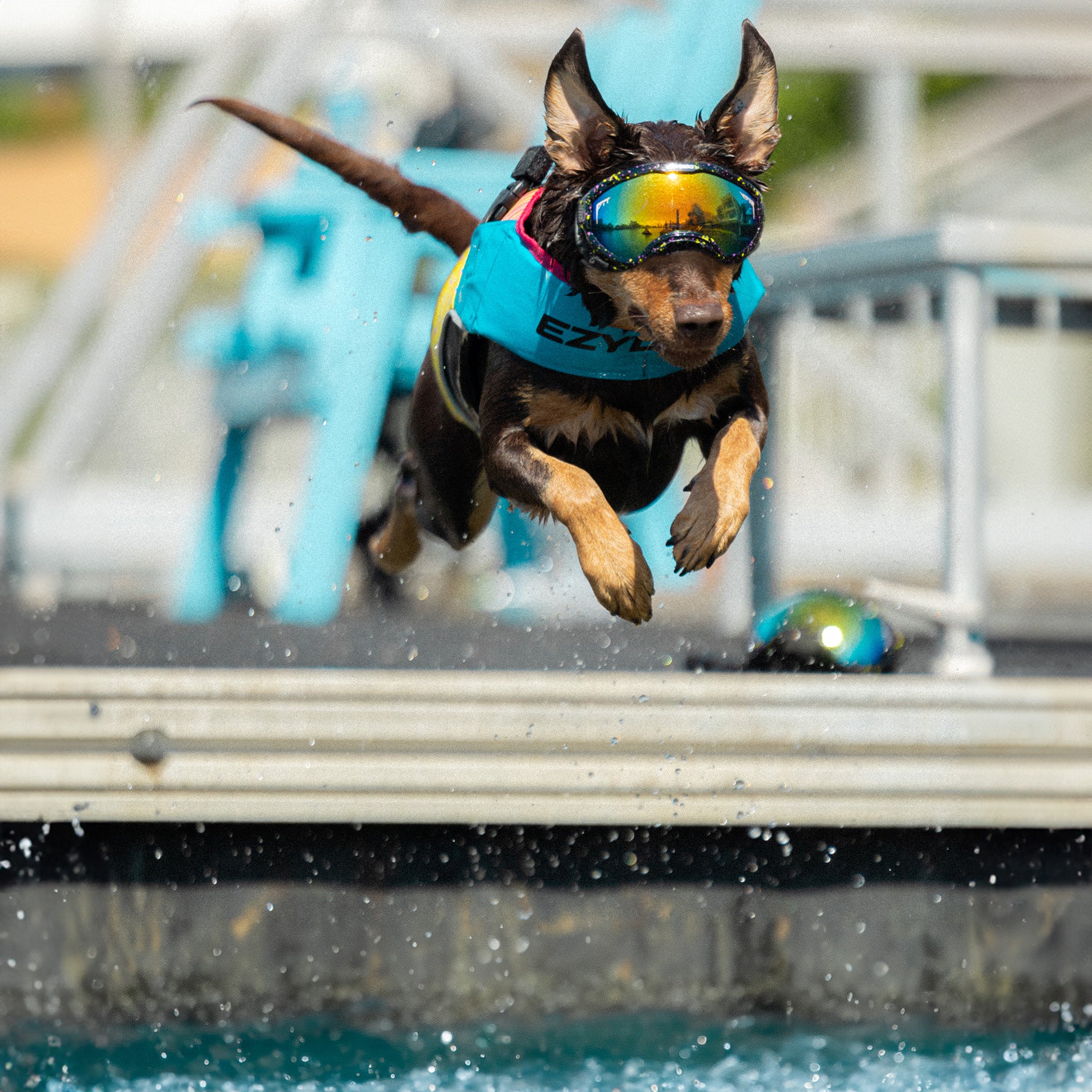 Dog in a Pit Viper x EzyDog Dog Googles leaping into water from a dock