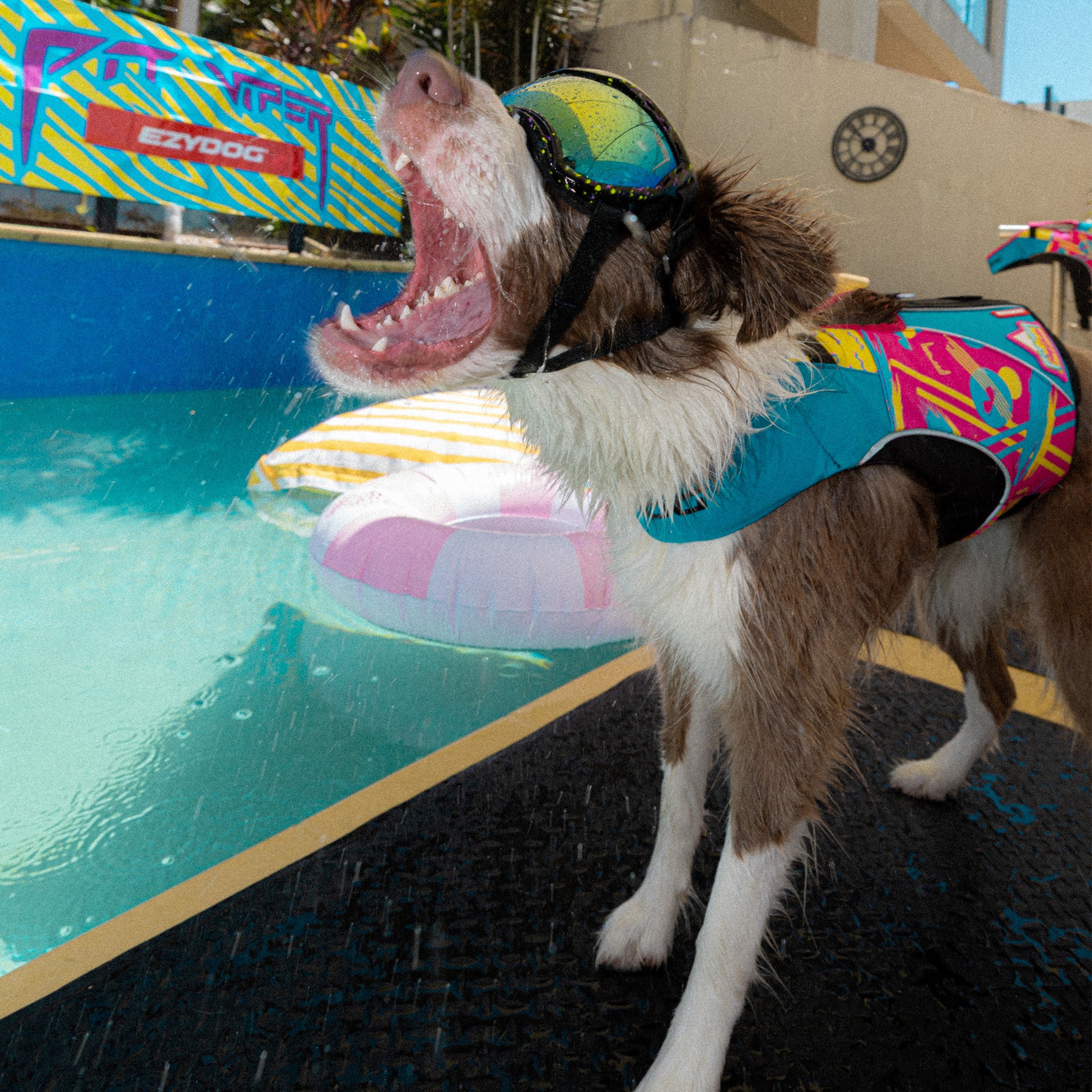 Dog wearing a Pit Viper x EzyDog life jacket and goggles by a pool