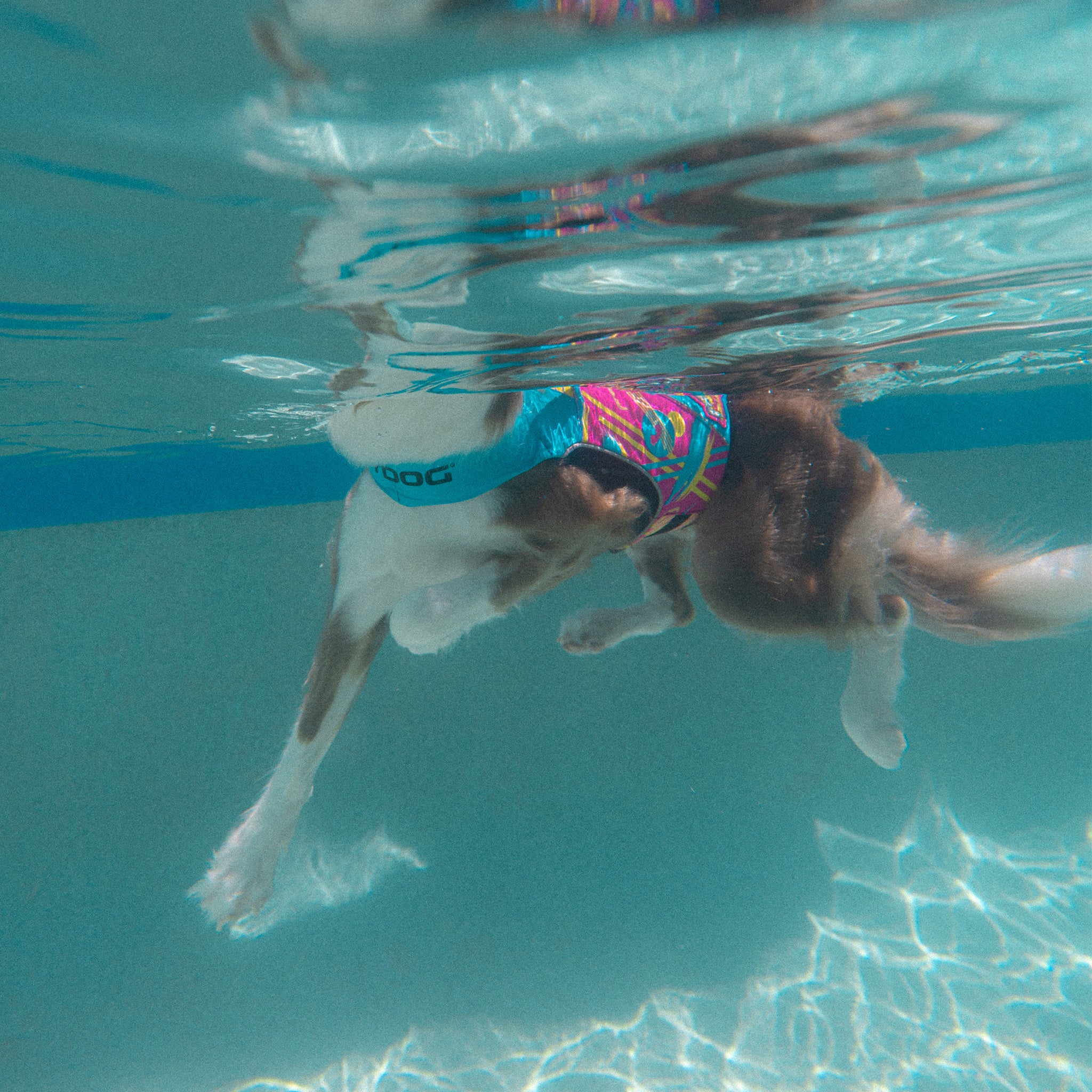 Dog swimming underwater in a pool with a Pit Viper x EzyDog DFD X2 Boost dog life jacket.