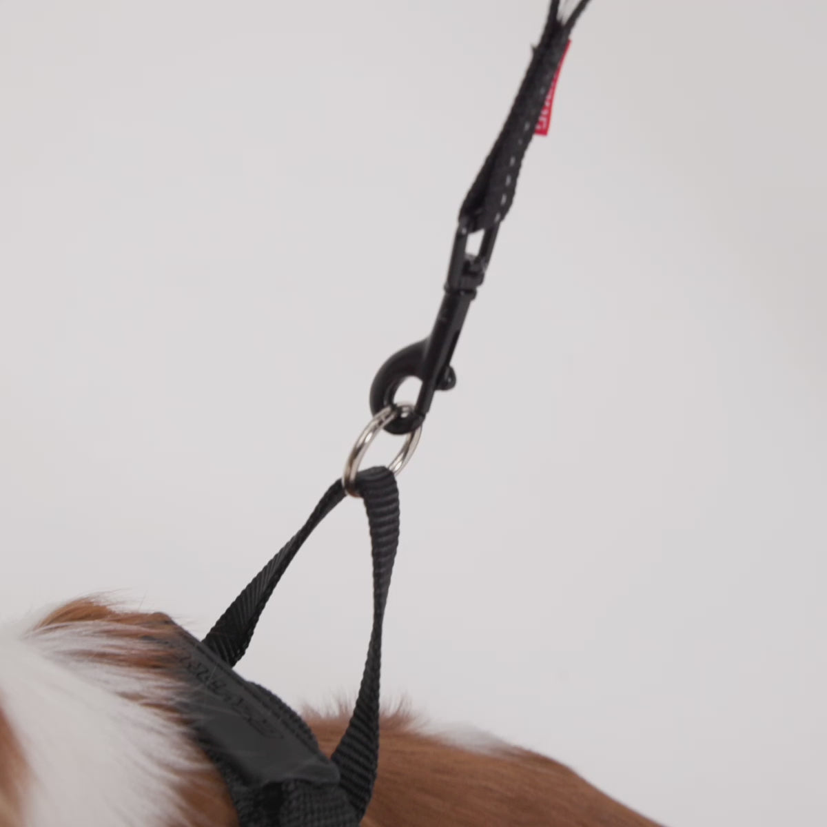 How to use Soft Trainer Leash LITE