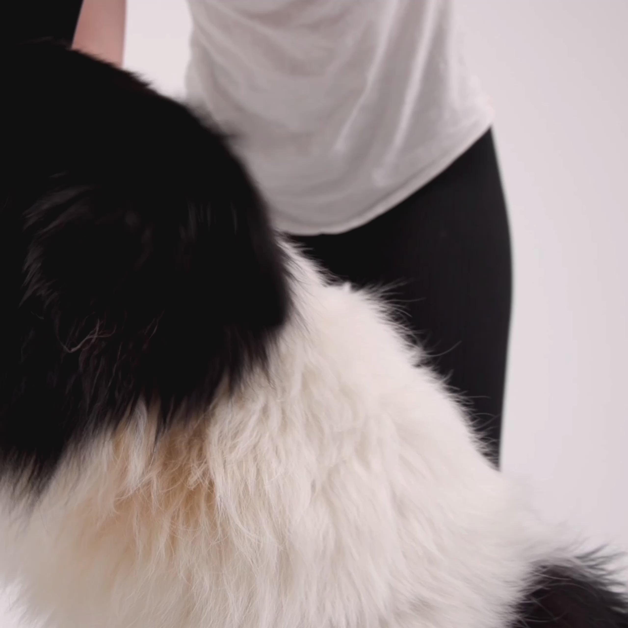 Convert Dog Harness Fitting Tutorial