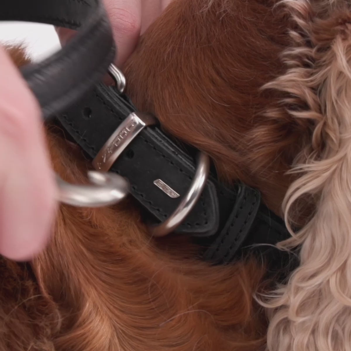 leather dog leash walkby