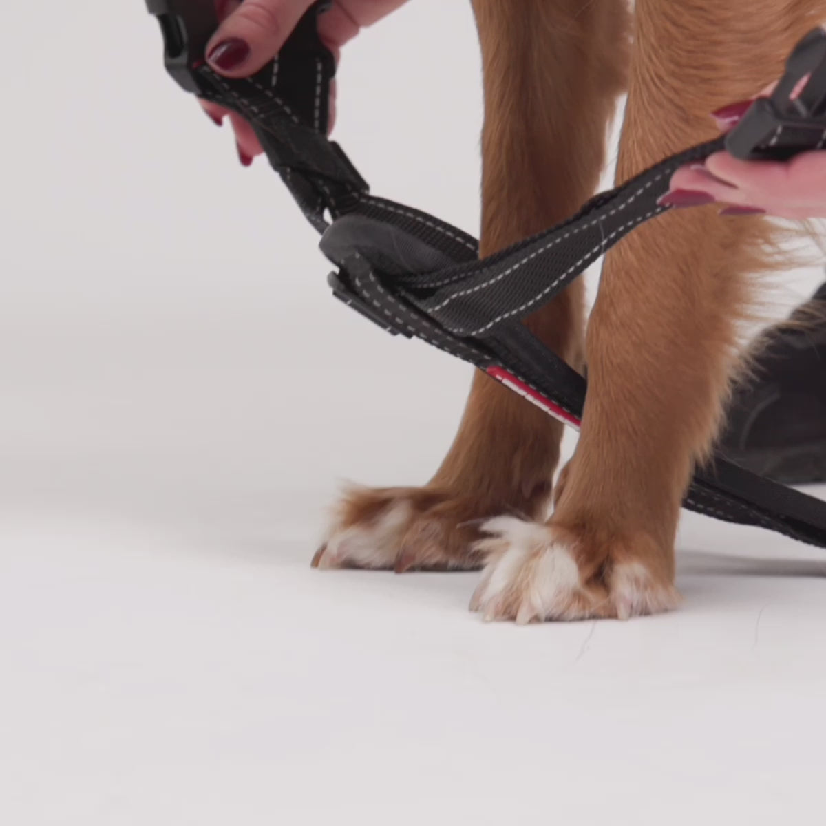 Chest Plate Harness Fitting Tutorial