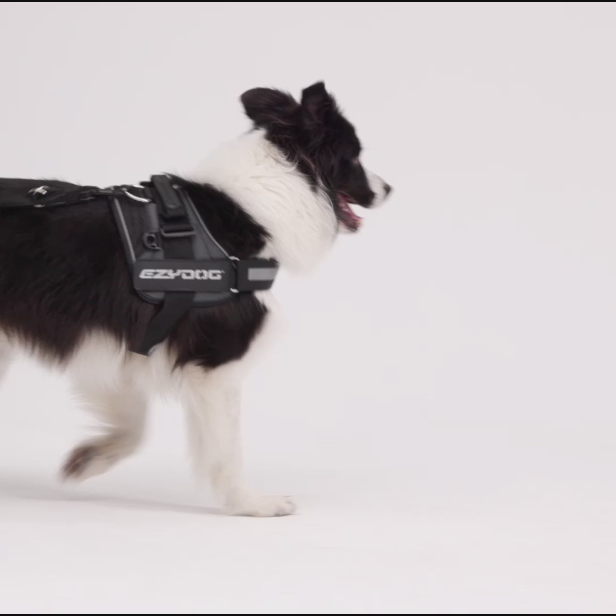 Vario 4 Multi-Function Leash video