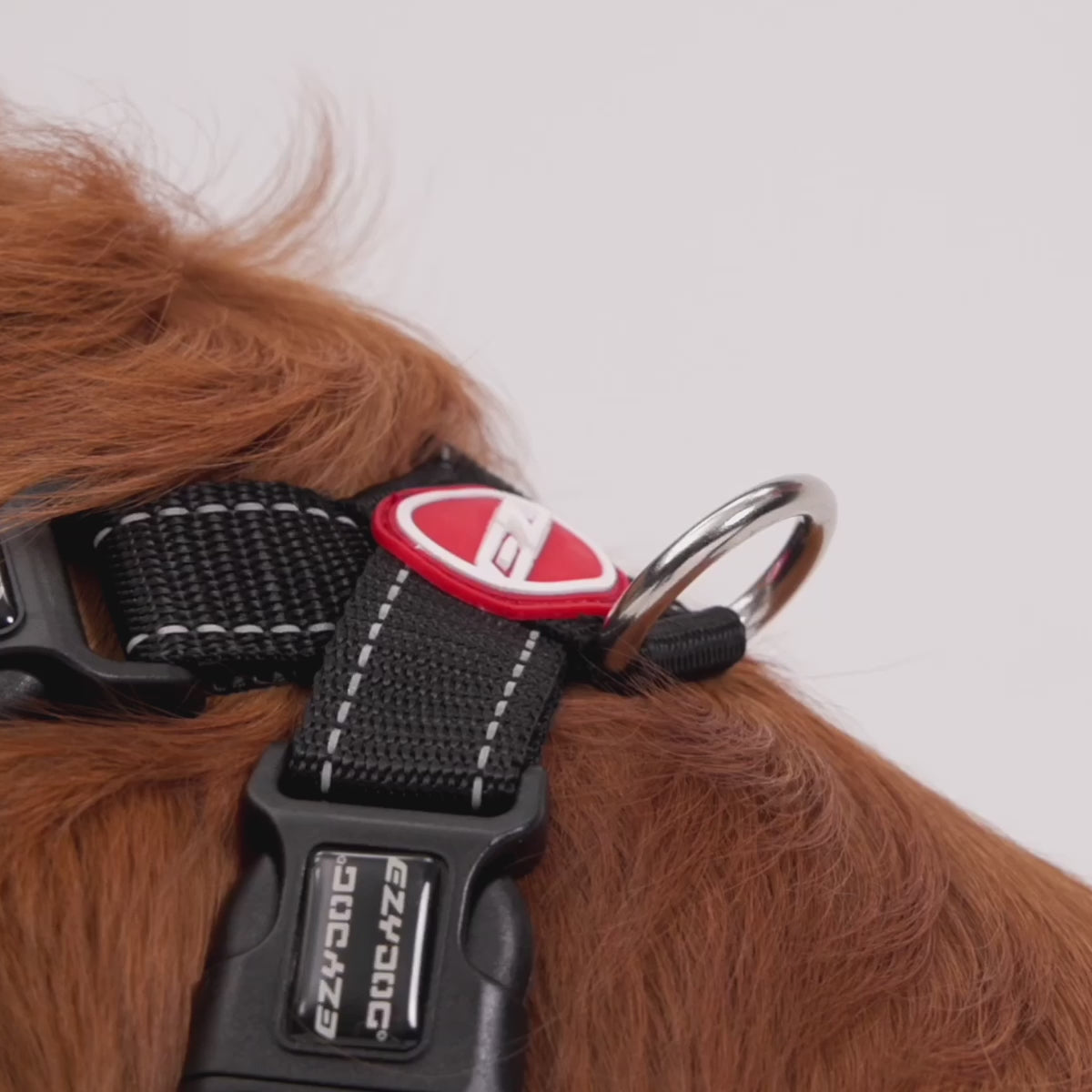 EzyDog Zero Shock Dog Leash Use Video