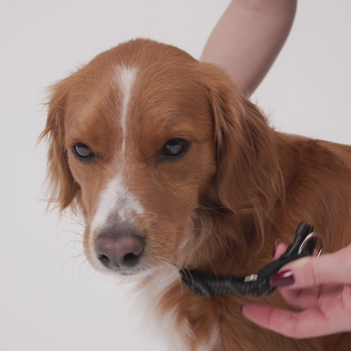 EzyDog Double Up Collar Fitting Video
