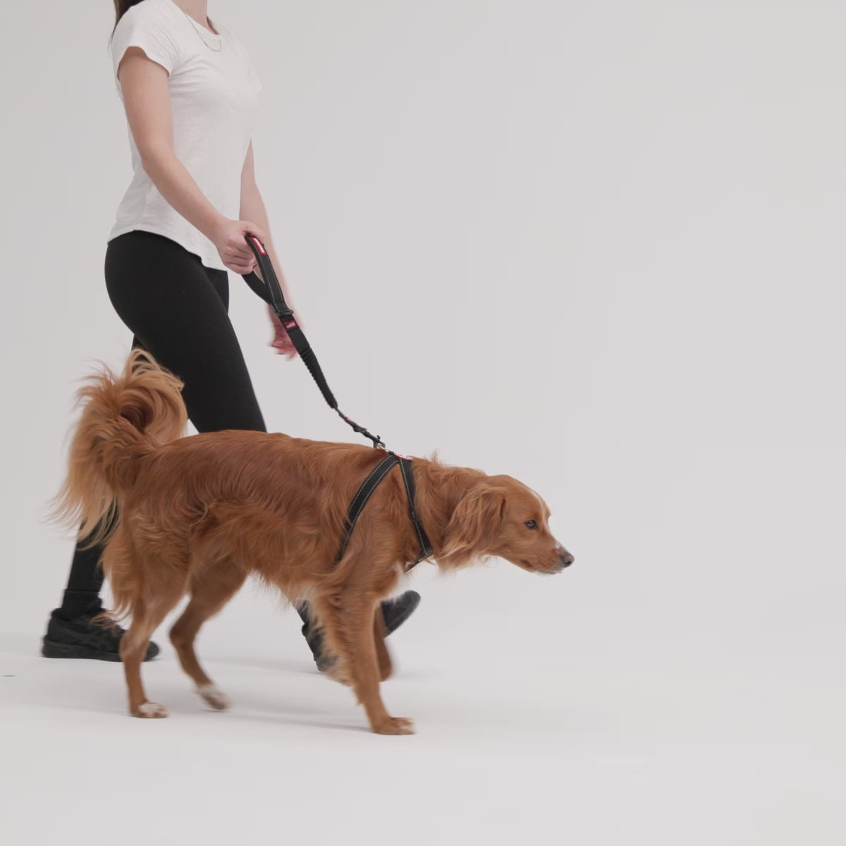 EzyDog Zero Shock Dog Leash walking video