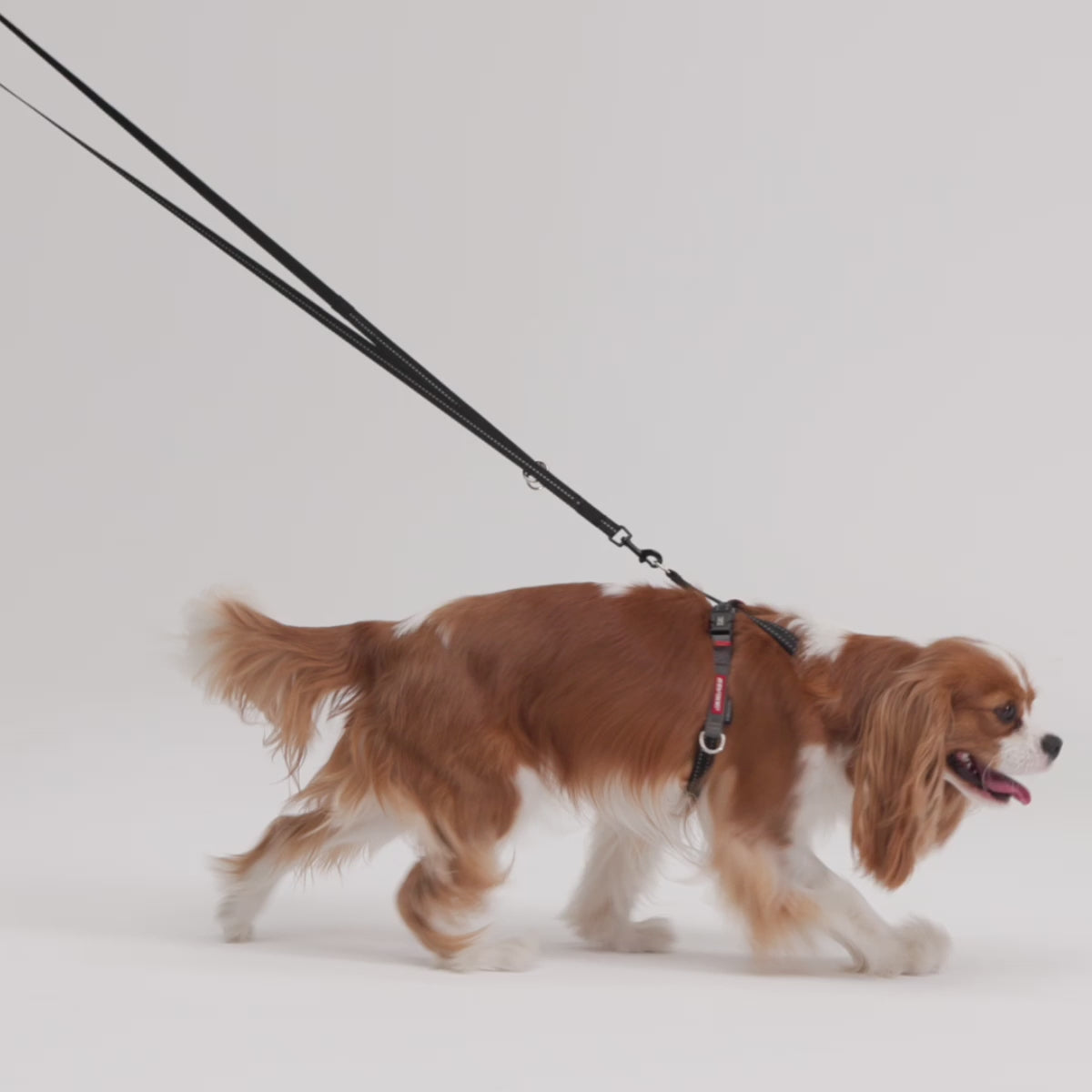 Vario 4 Leash LITE video