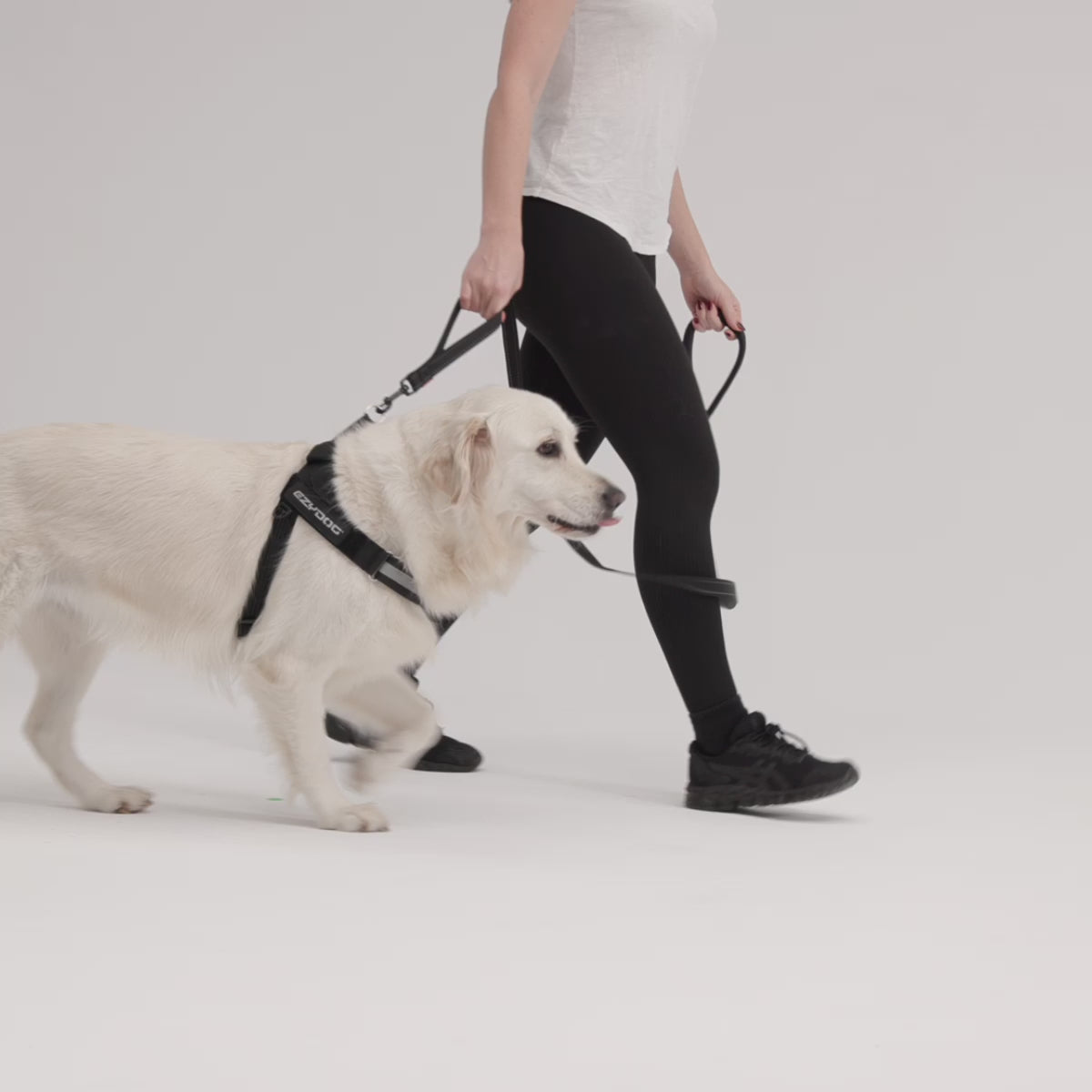 Woman waking a retriever using Soft Trainer Dog Leash from EzyDog