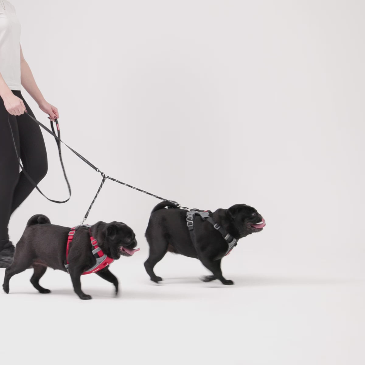 woman walking two small dogs using EzyDog Sparky Coupler LITE 15