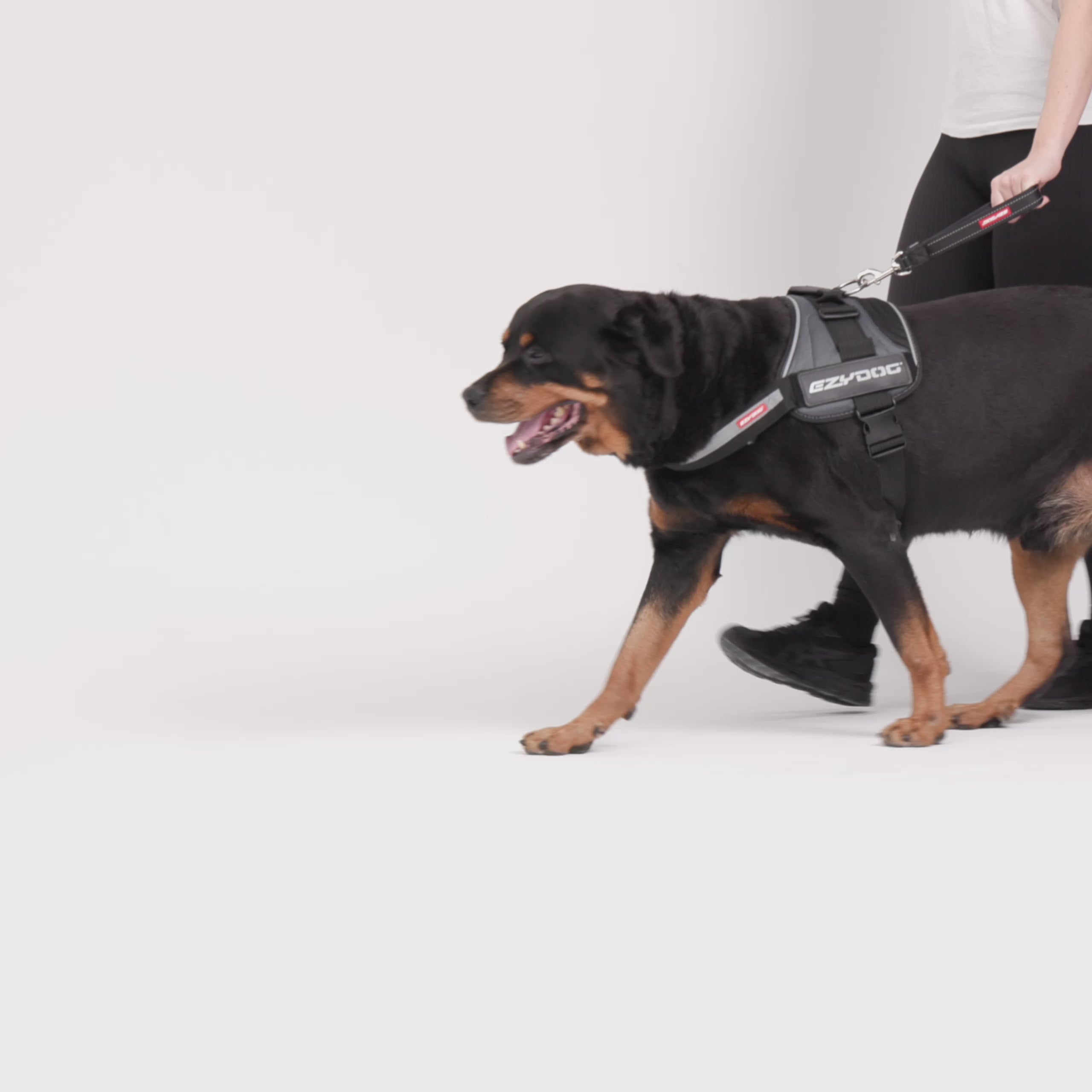 EzyDog Neo Mongrel Dog Leash Video