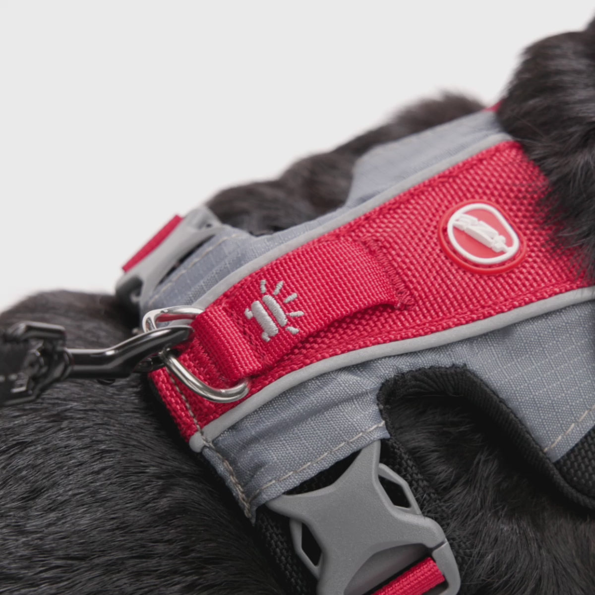 Demo video of EzyDog GO2 LED Dog Light glowing red while attached to harness – clip-on safety light in use