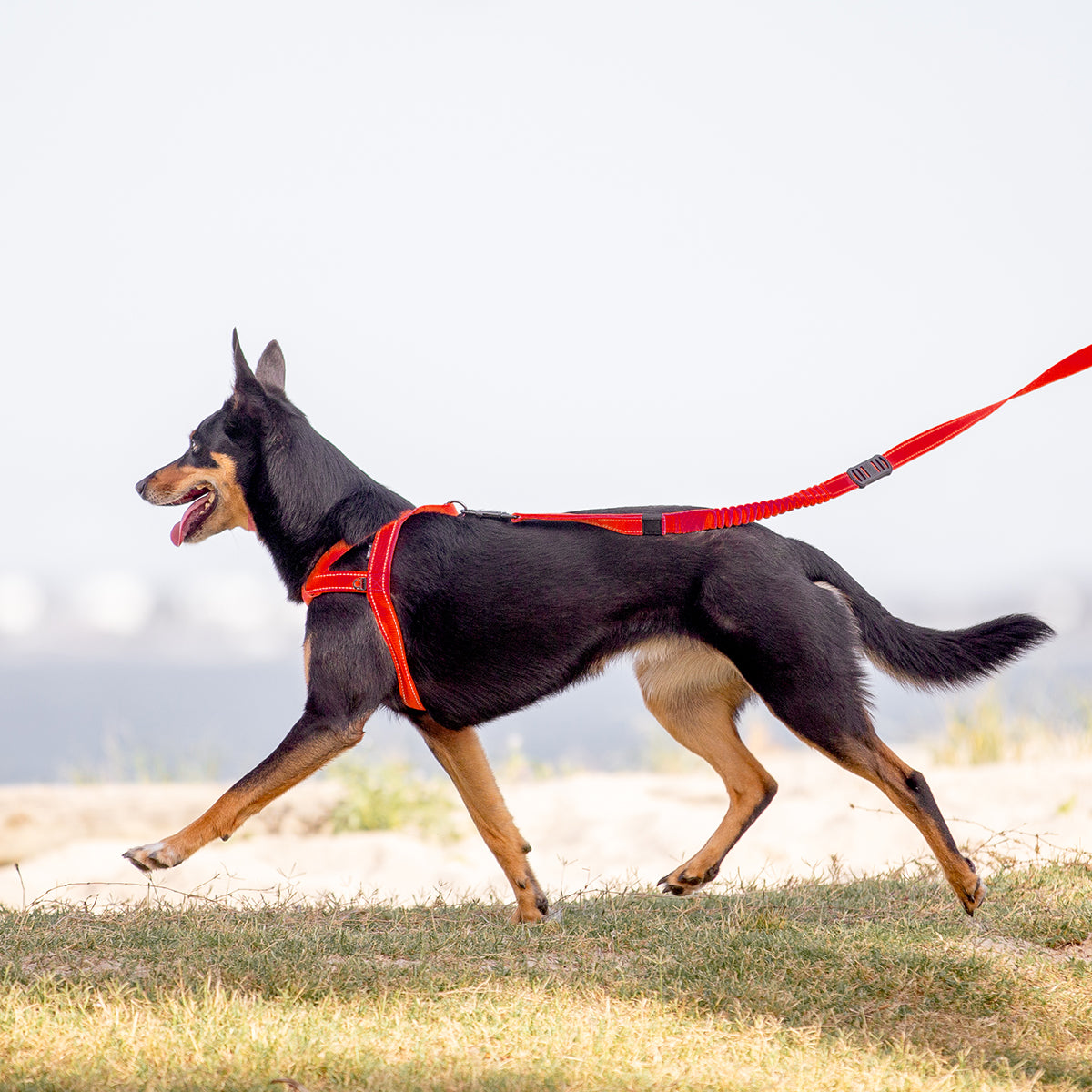 Quick Fit Harness - Denim