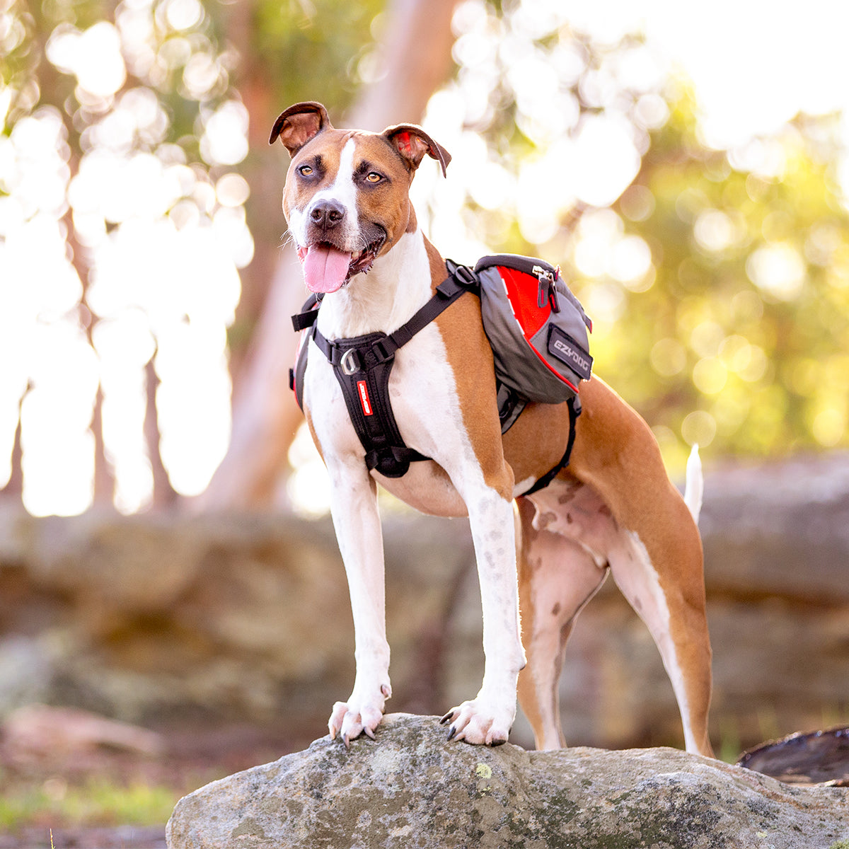 best dog harness backpack