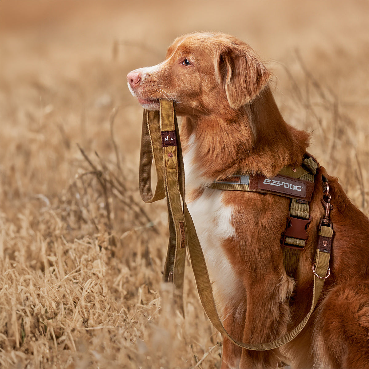 Vario 4 Multi-Function Leash - Corduroy