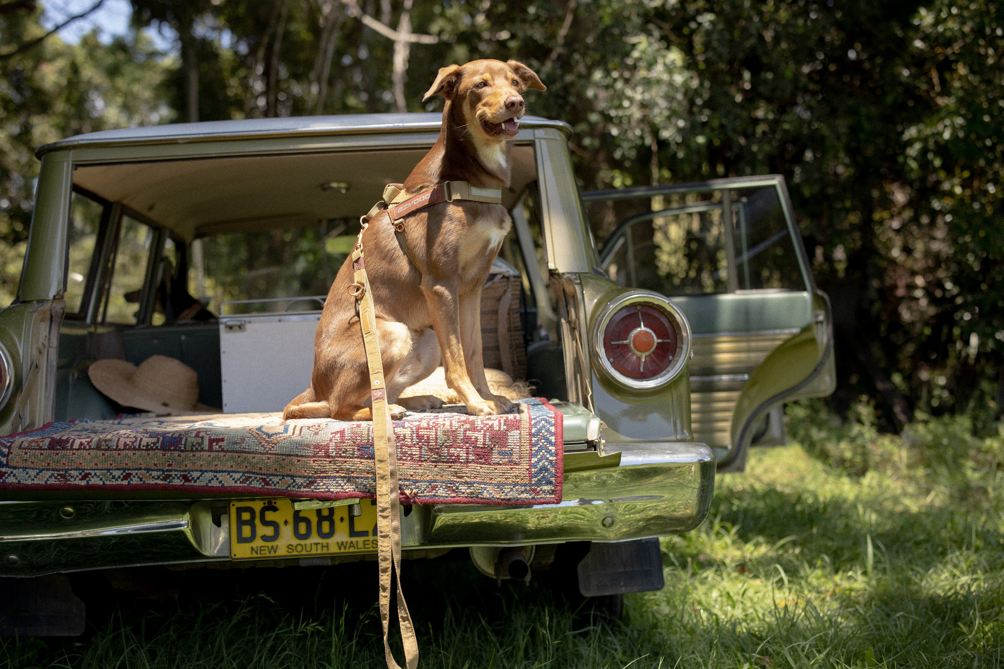 Tips to keep your Dog Safe on a Road Trip