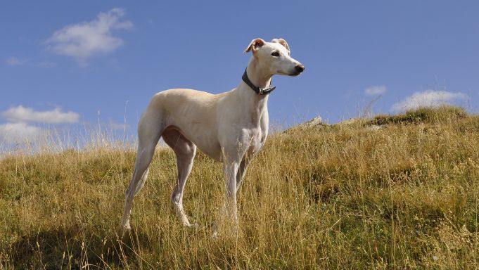 Greyhound Dog Breed: Temperament, Care & Adoption (Expert Tips)