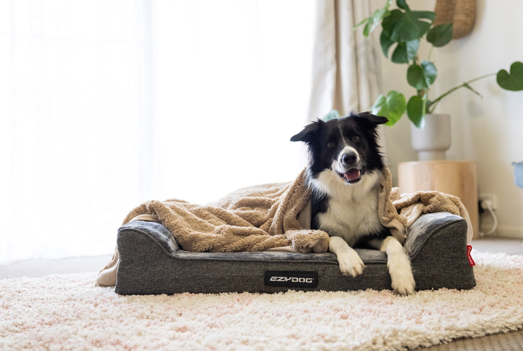 choose the right dog bed