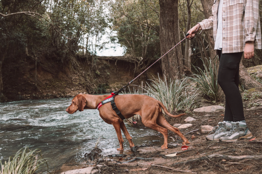 Science Behind No-Pull Dog Leashes