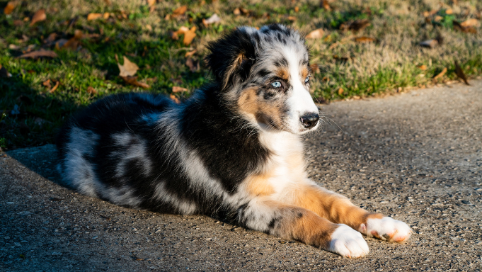 Australian Shepherd Dog Breed: Temperament, Grooming & Care Guide