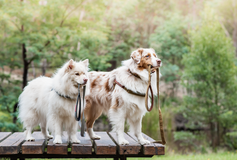 How to Put a Body Leash on a Dog: Tips for a Perfect Fit!