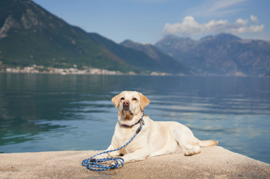 Dog Training 101: How to Teach a Dog to Heel on a Leash