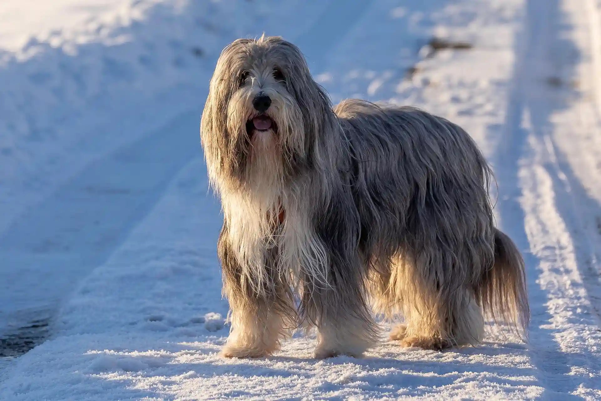 A Bearded Collie standing on a snow-covered path, with long, shaggy grey and white fur and a relaxed expression.