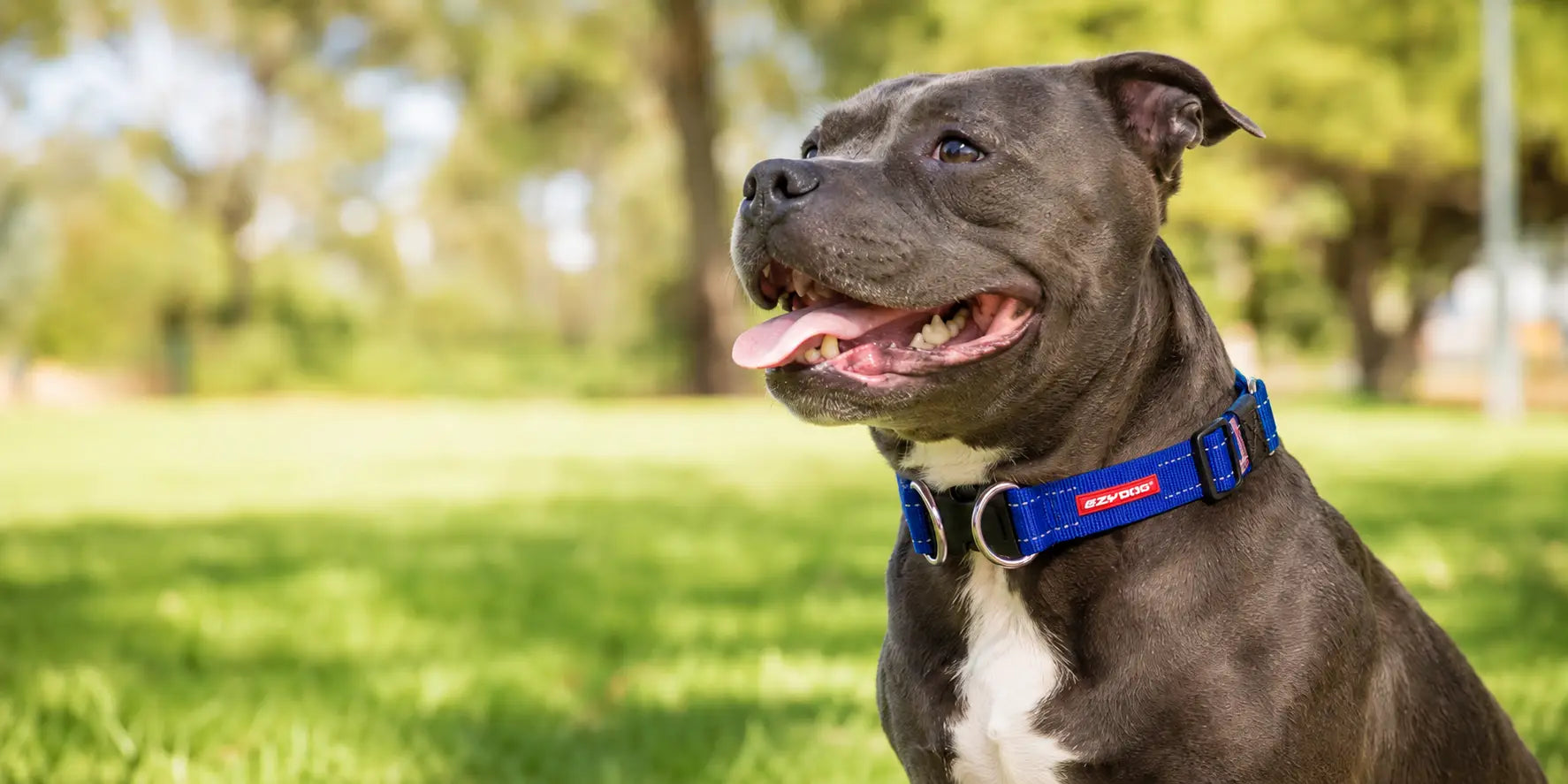 Best Dog Collar for Staffies in Australia