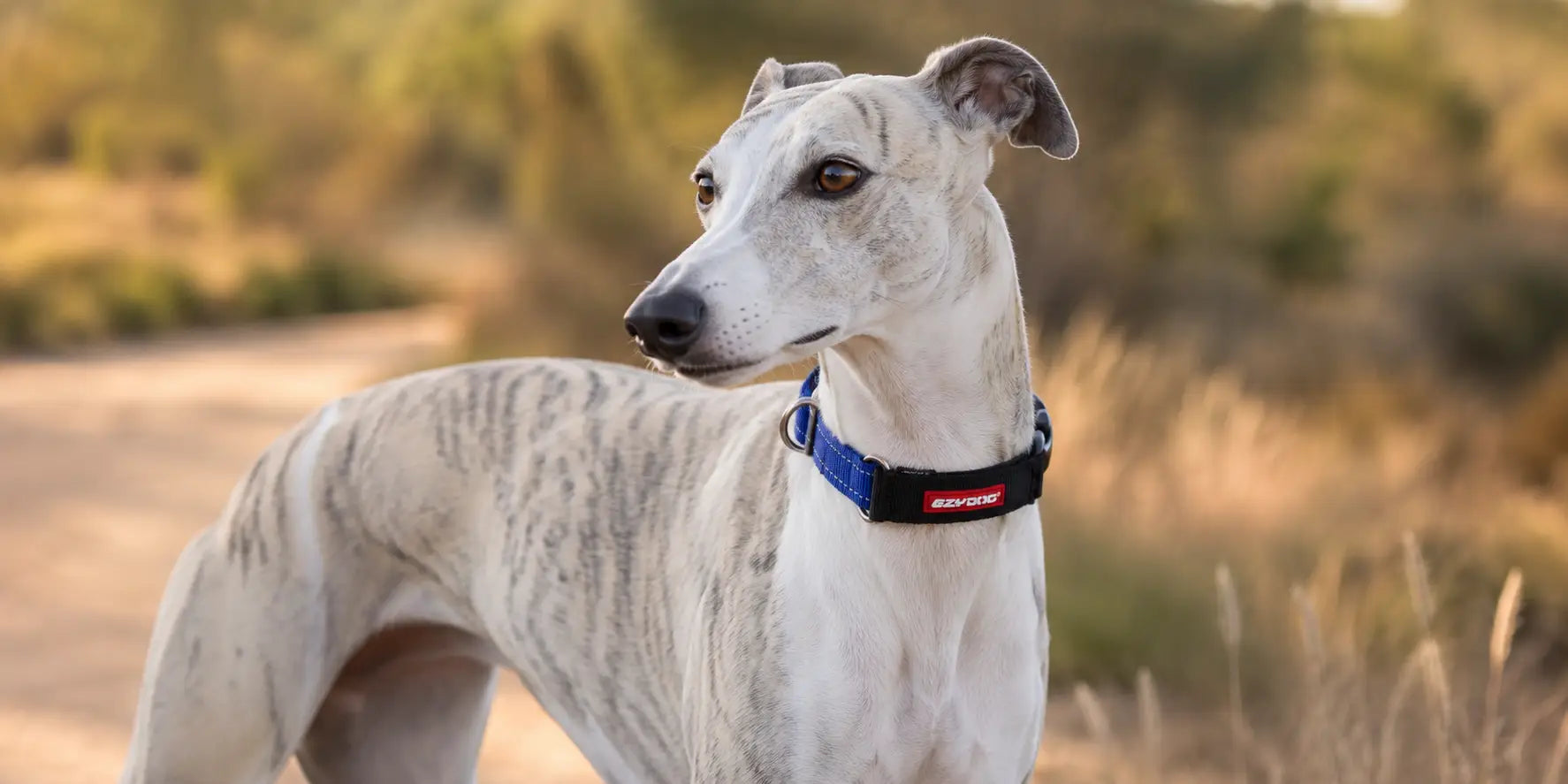 Best Dog Collar for Whippets in Australia