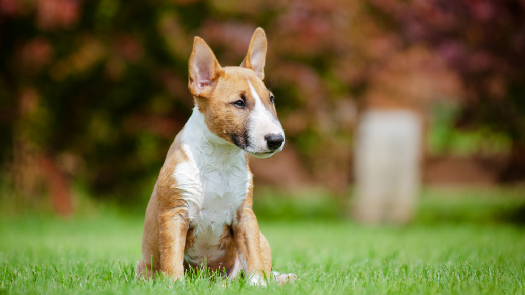 Miniature Bull Terrier puppy sitting on green grass with upright ears and a white and tan coat.