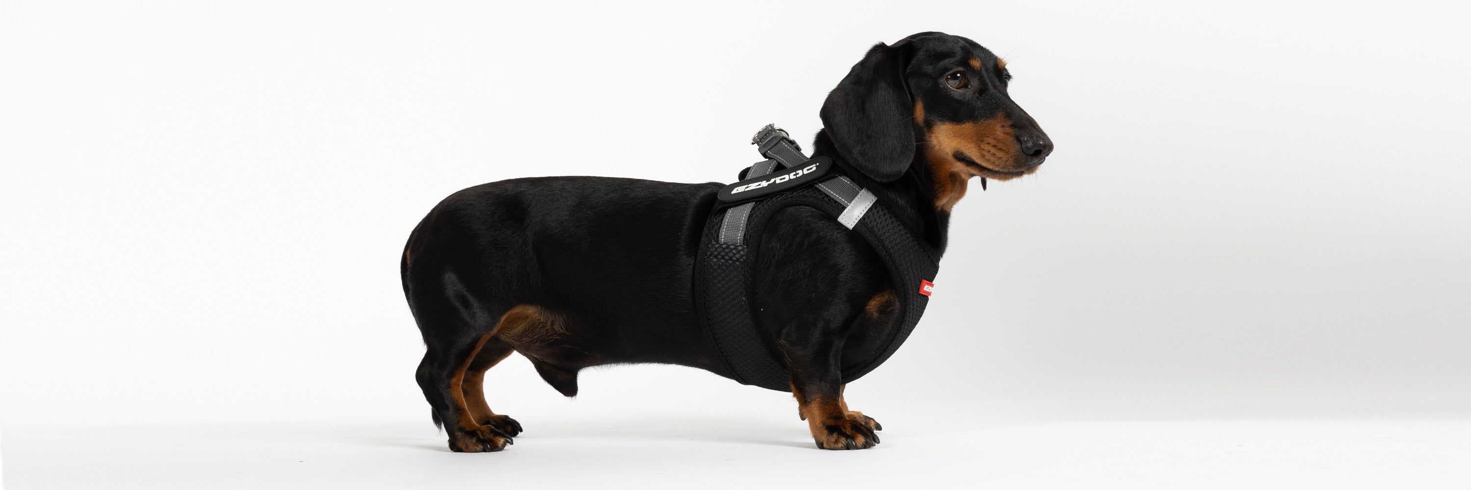 best dog harness for dachshund