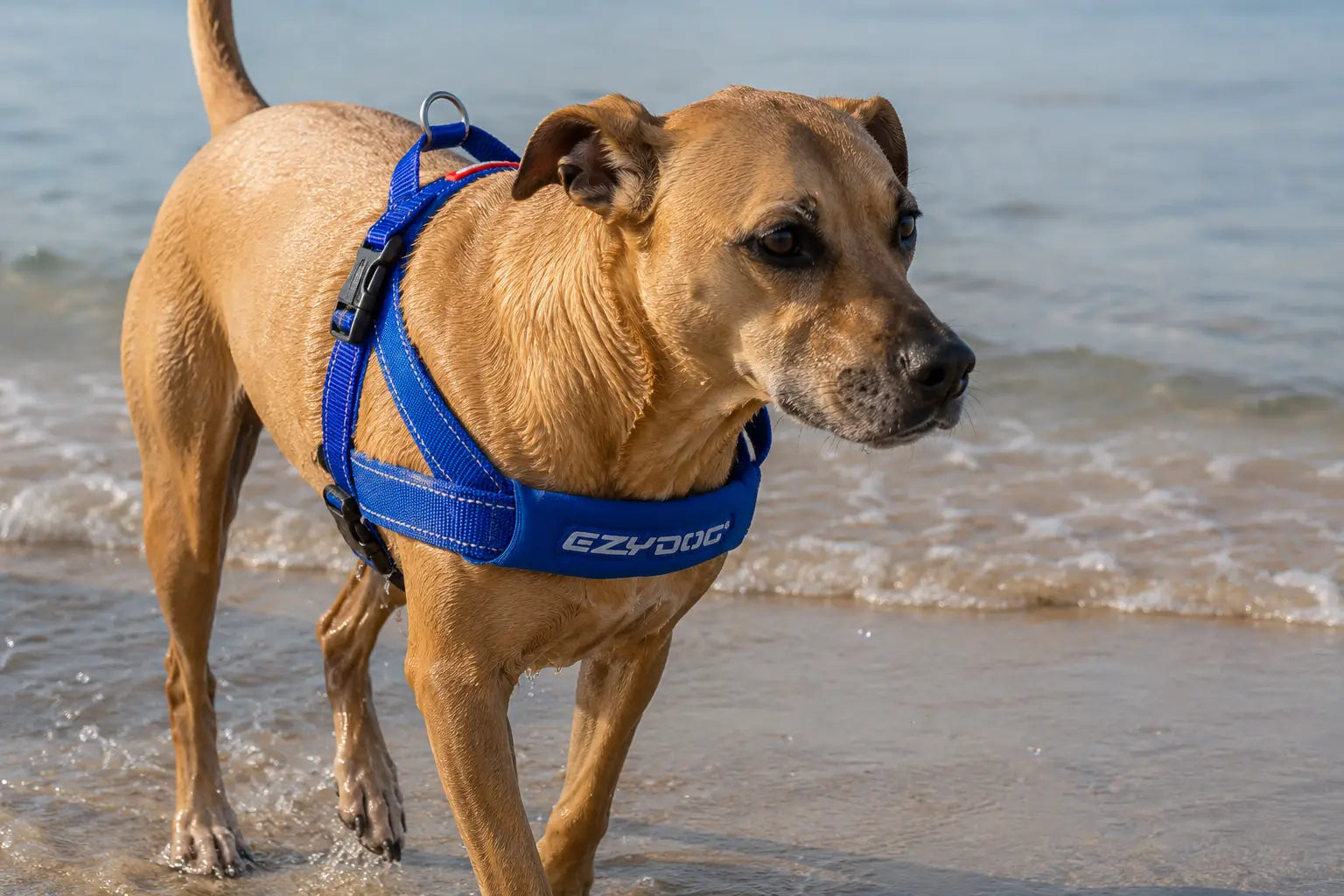 Dog Harness for Swimming