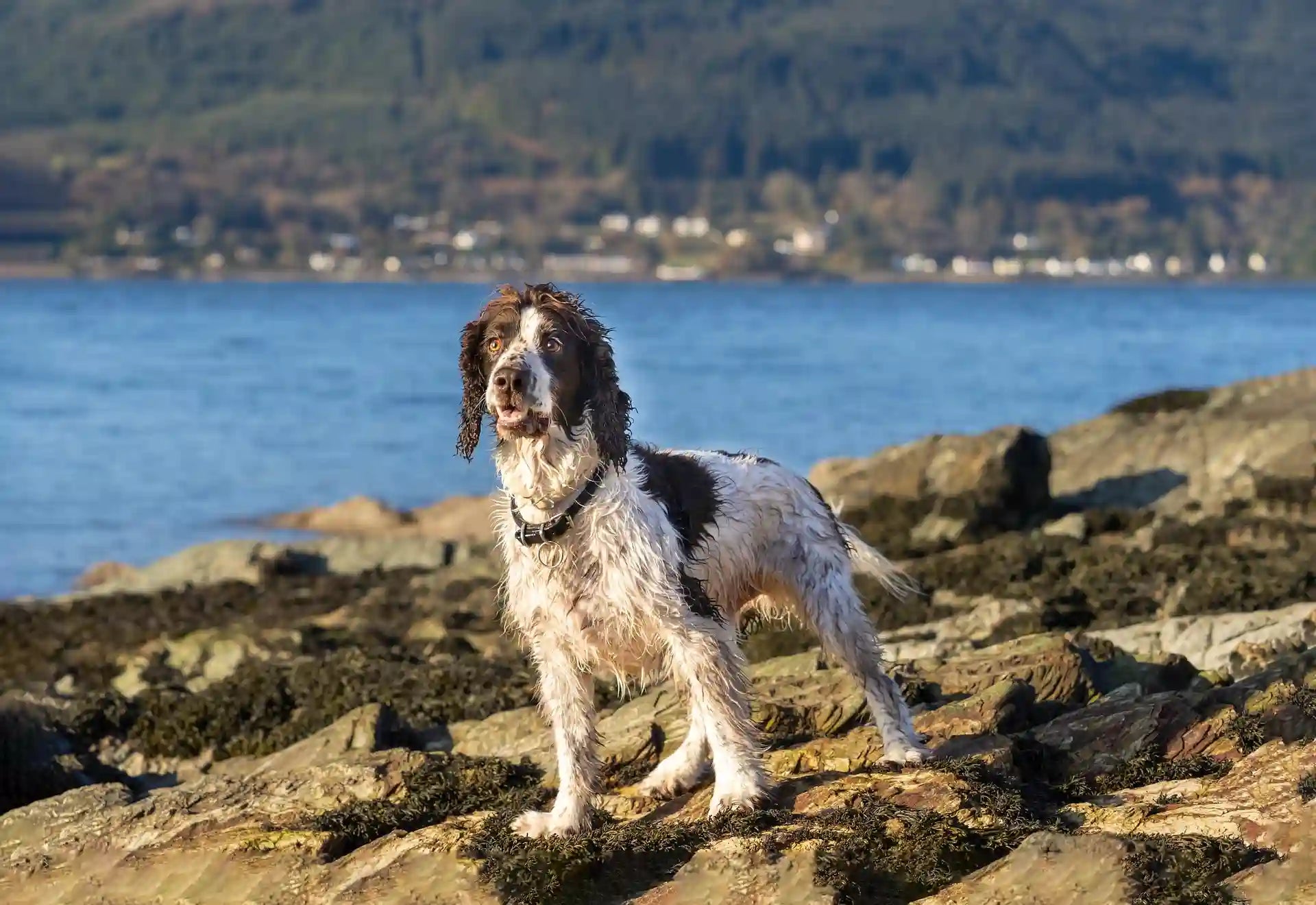 English Springer Spaniel standing on rocks near water, looking alert and wet from recent water exposure.