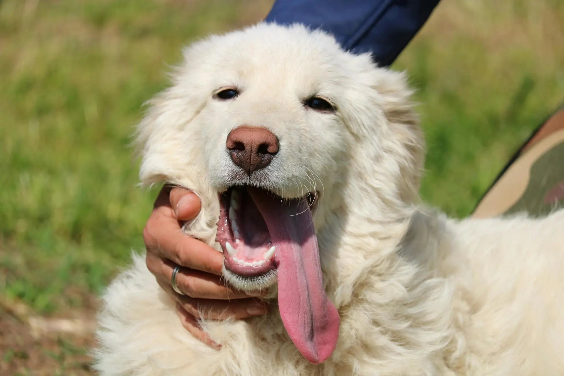 Maremma: History, Care, Training & Health Insights By a Vet Expert