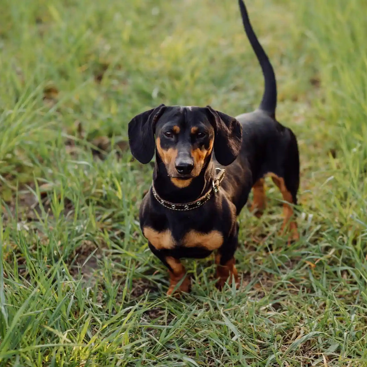 Miniature Dachshund Top Pictures Of Mini Dachshunds 2025