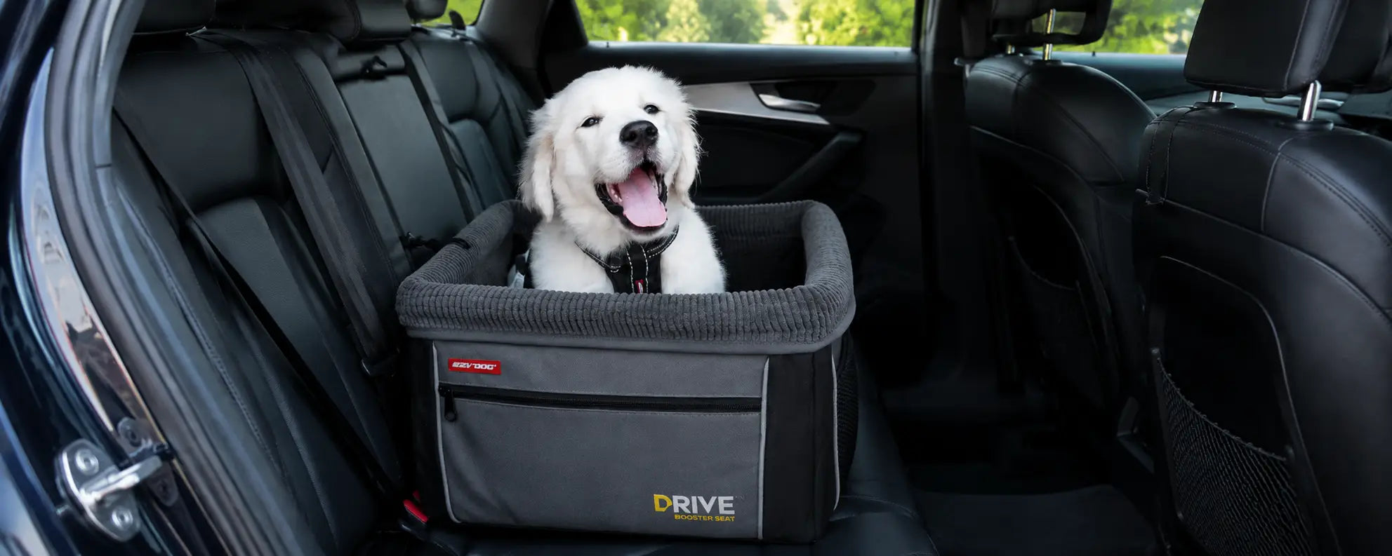 Puppy Car Travel