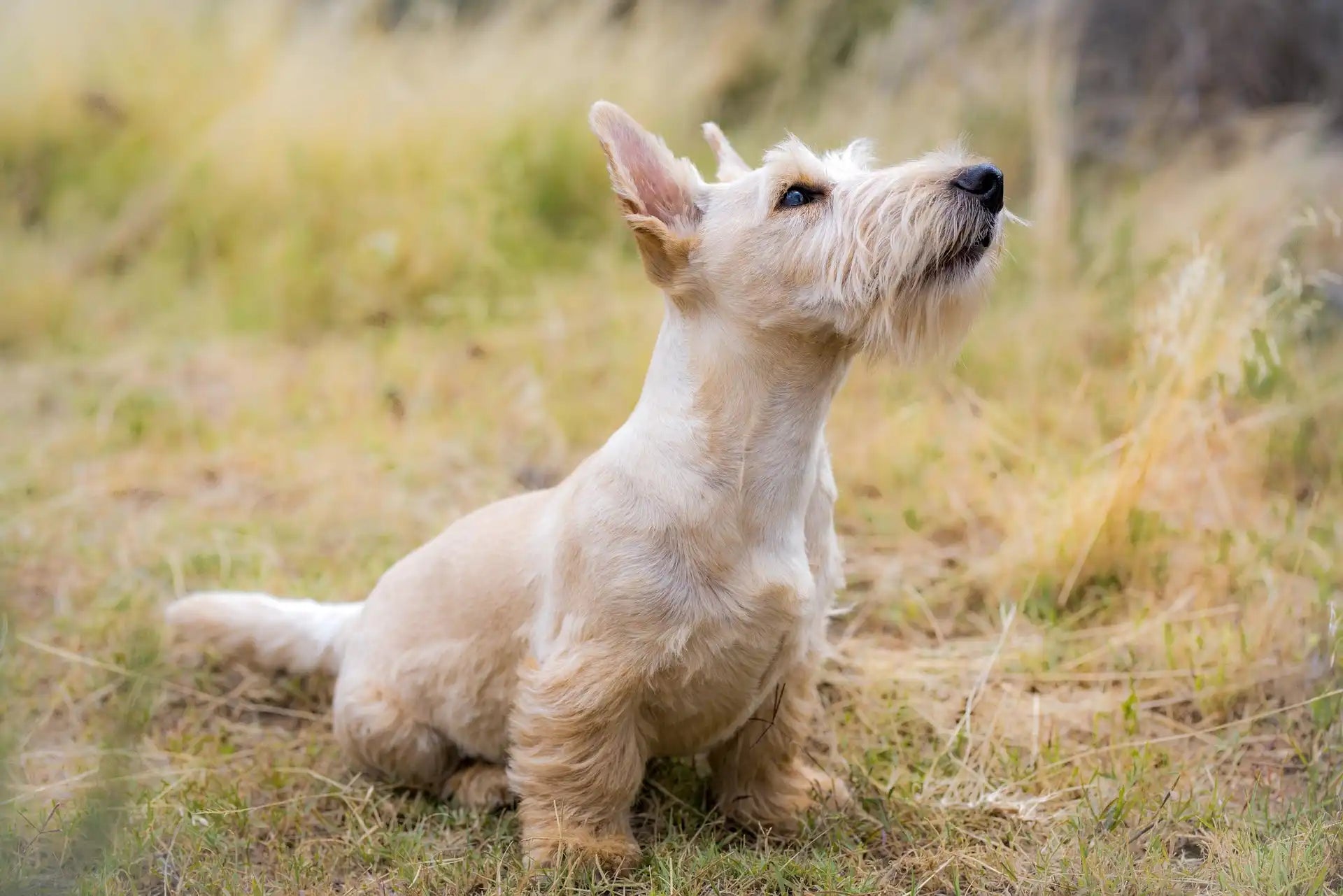 Scottish Terrier: A Practical Guide for Dog Lovers!