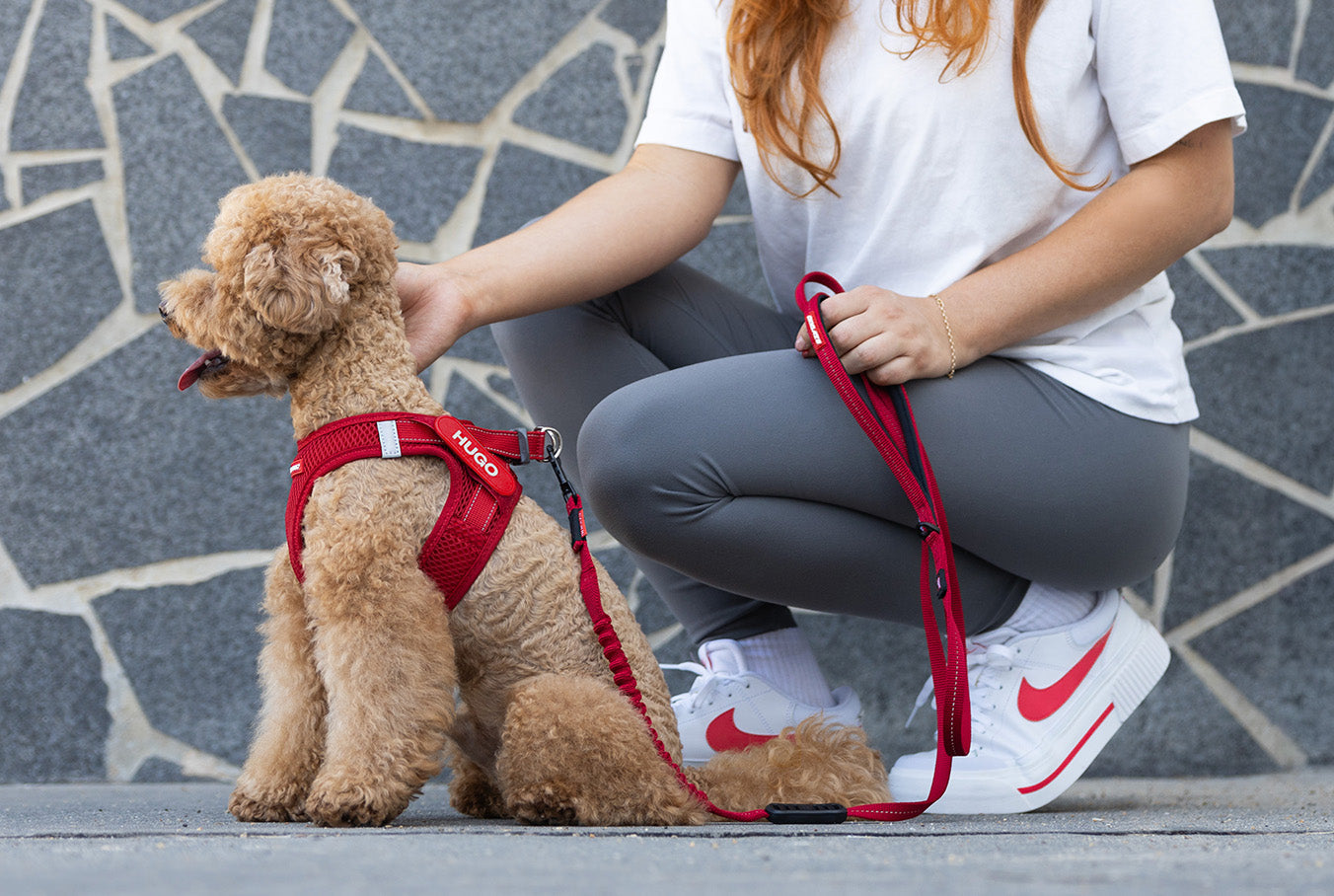 Hand-Picked Best Dog Harnesses in Australia