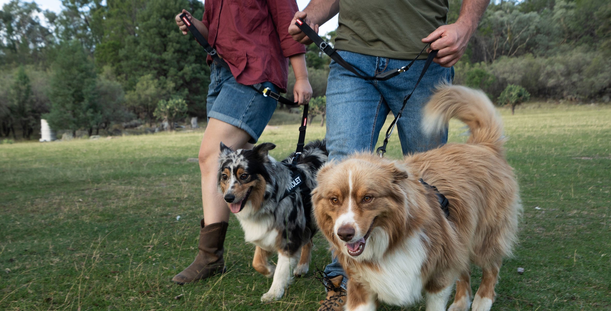 Dog Travel & Outdoor