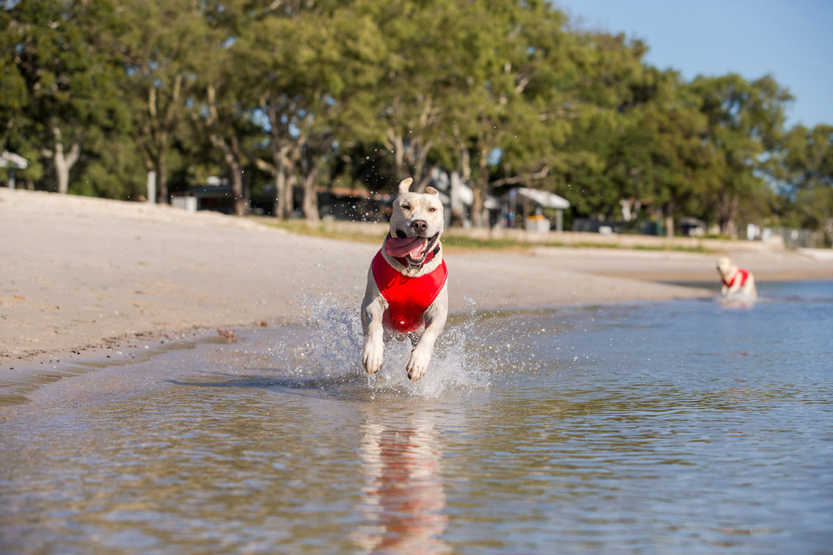 Summer Safety Tips for Dogs