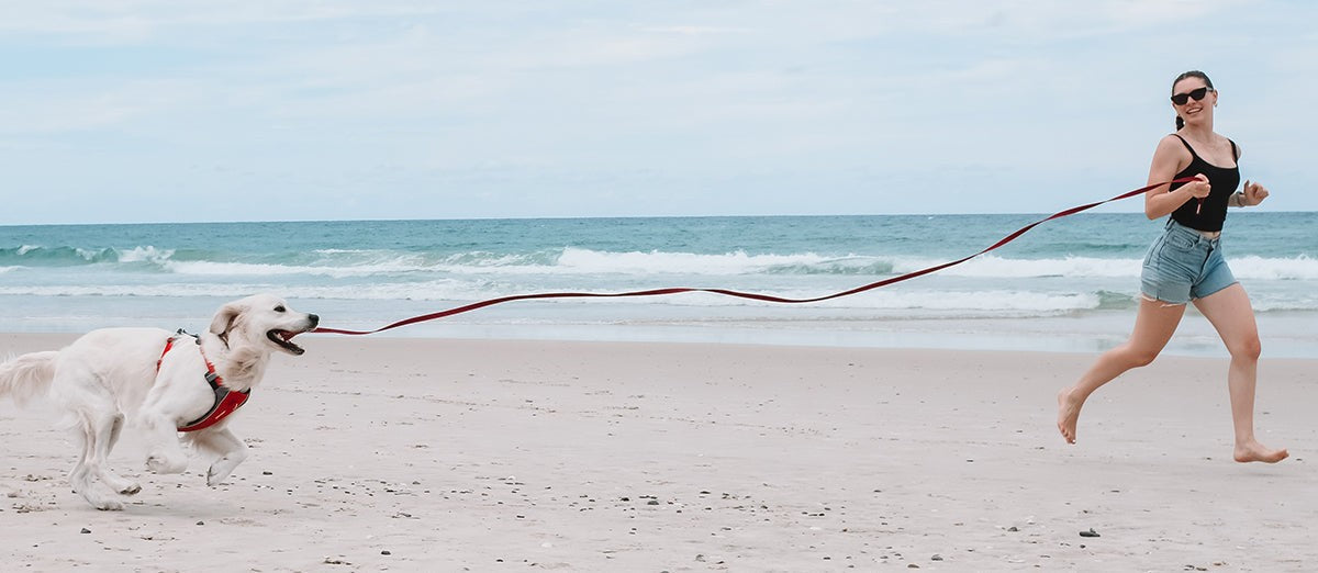 best dog friendly beaches australia